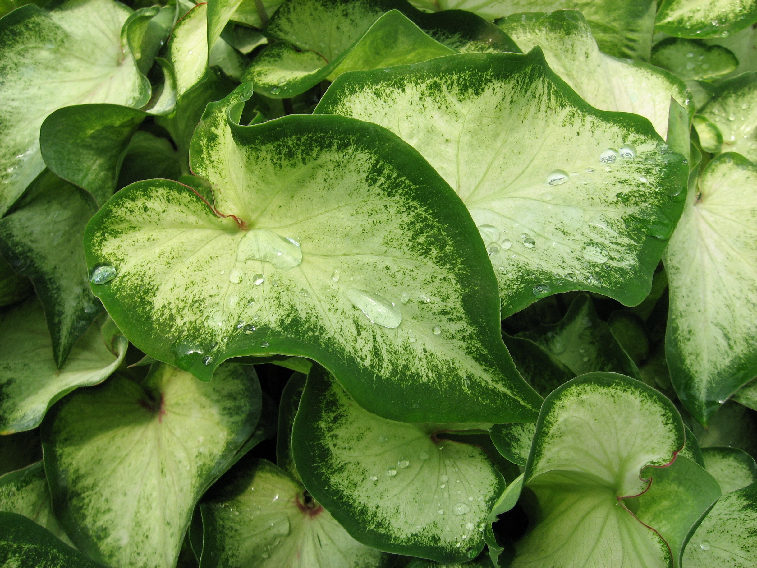 Caladium leaves with water droplets HD Wallpaper