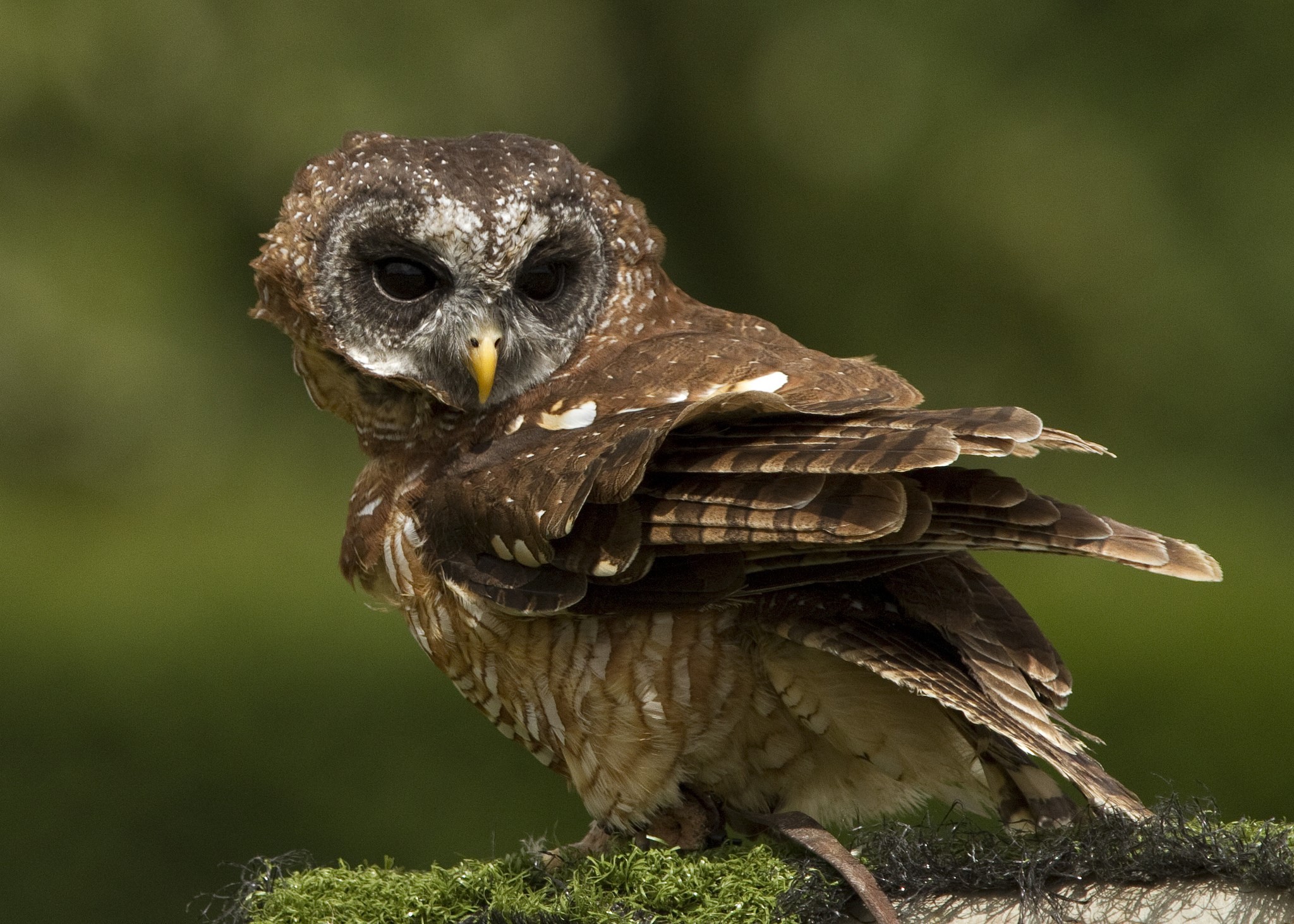 A spotted owl perched on mossy ground HD Wallpaper