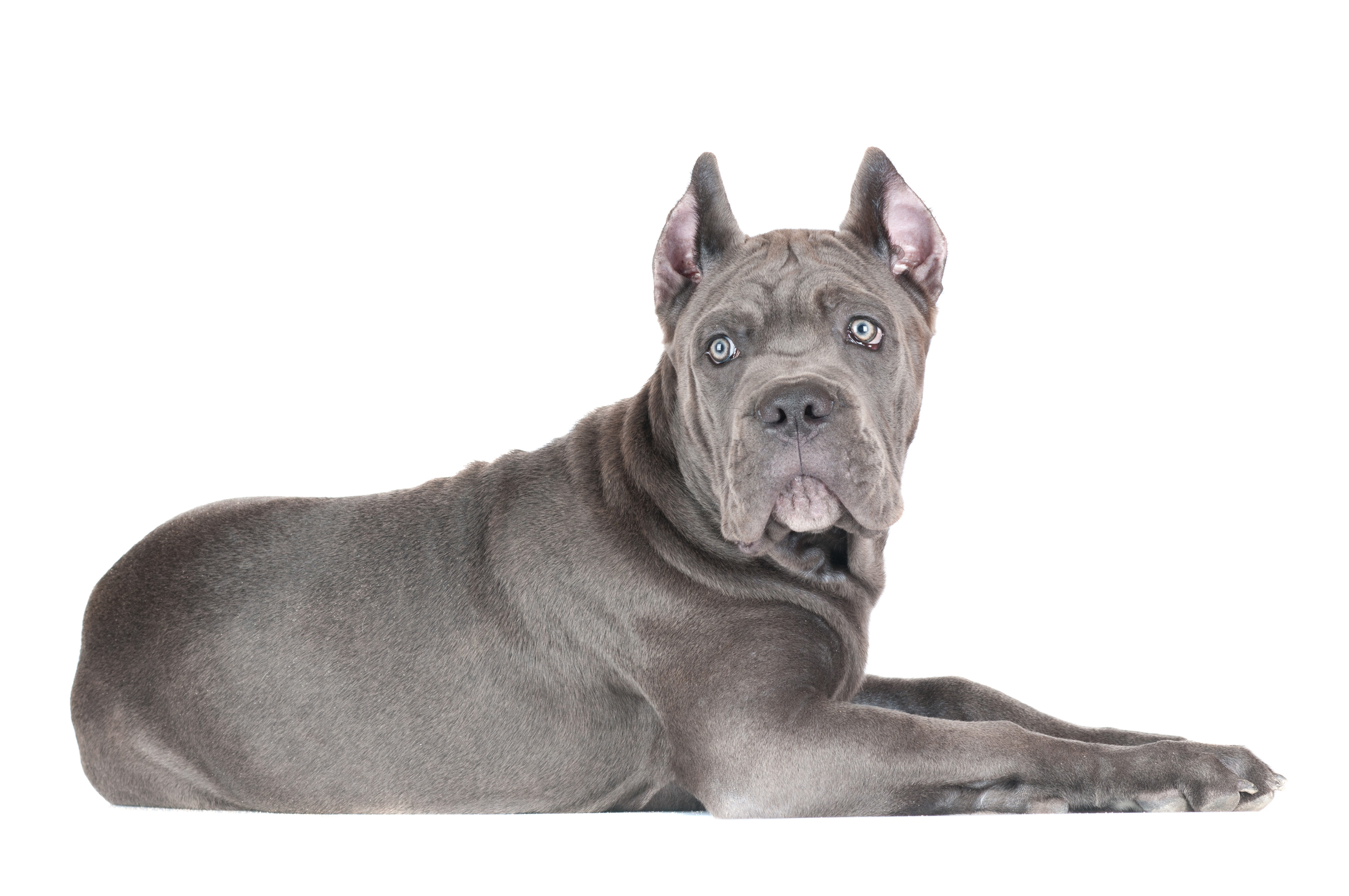 Grey Cane Corso dog lying down HD Wallpaper