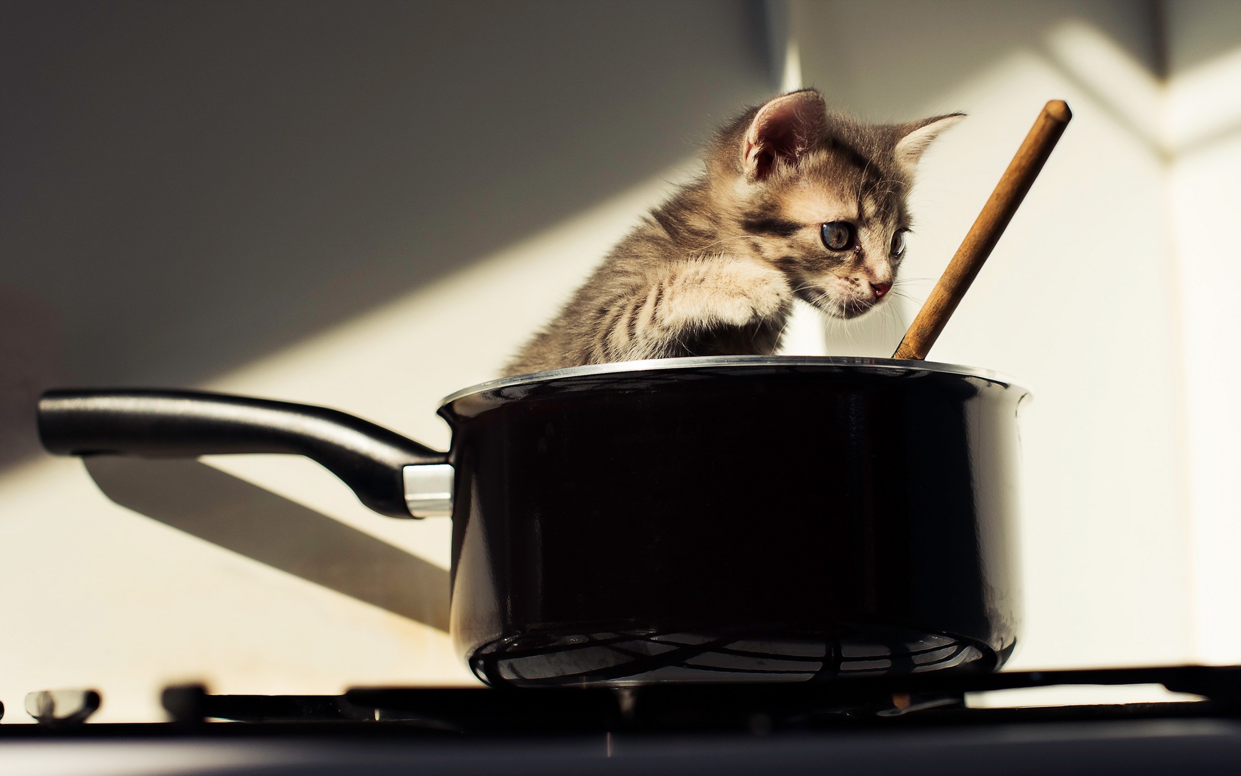 Kitten in a pot with a wooden spoon HD Wallpaper
