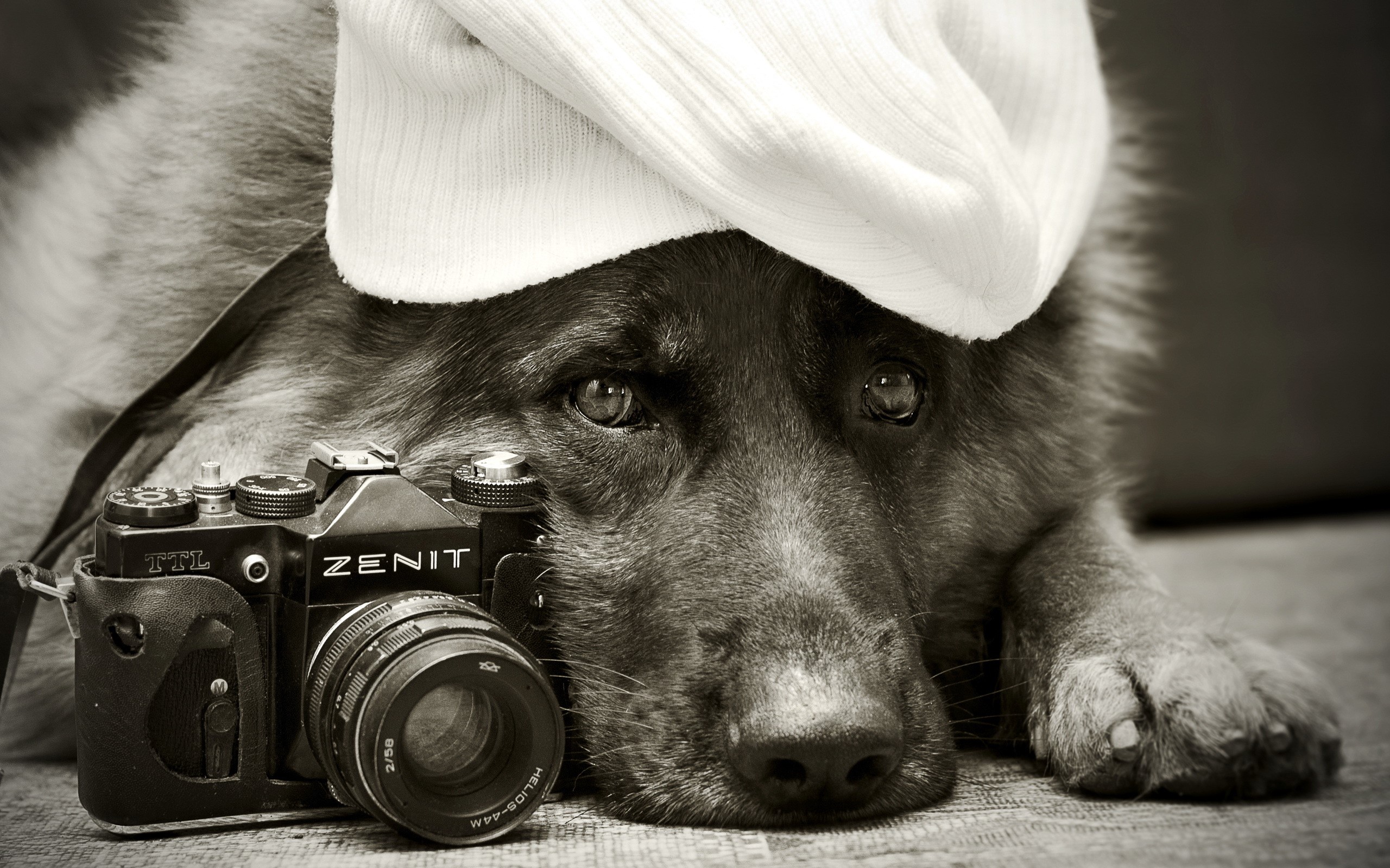 German Shepherd dog with a Zenit camera HD Wallpaper