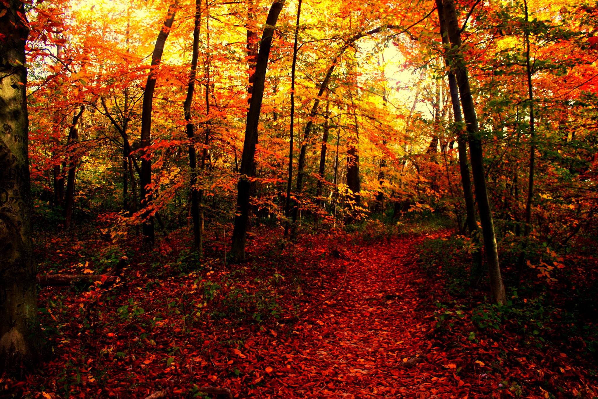 Autumn forest trail covered in fallen leaves HD Wallpaper