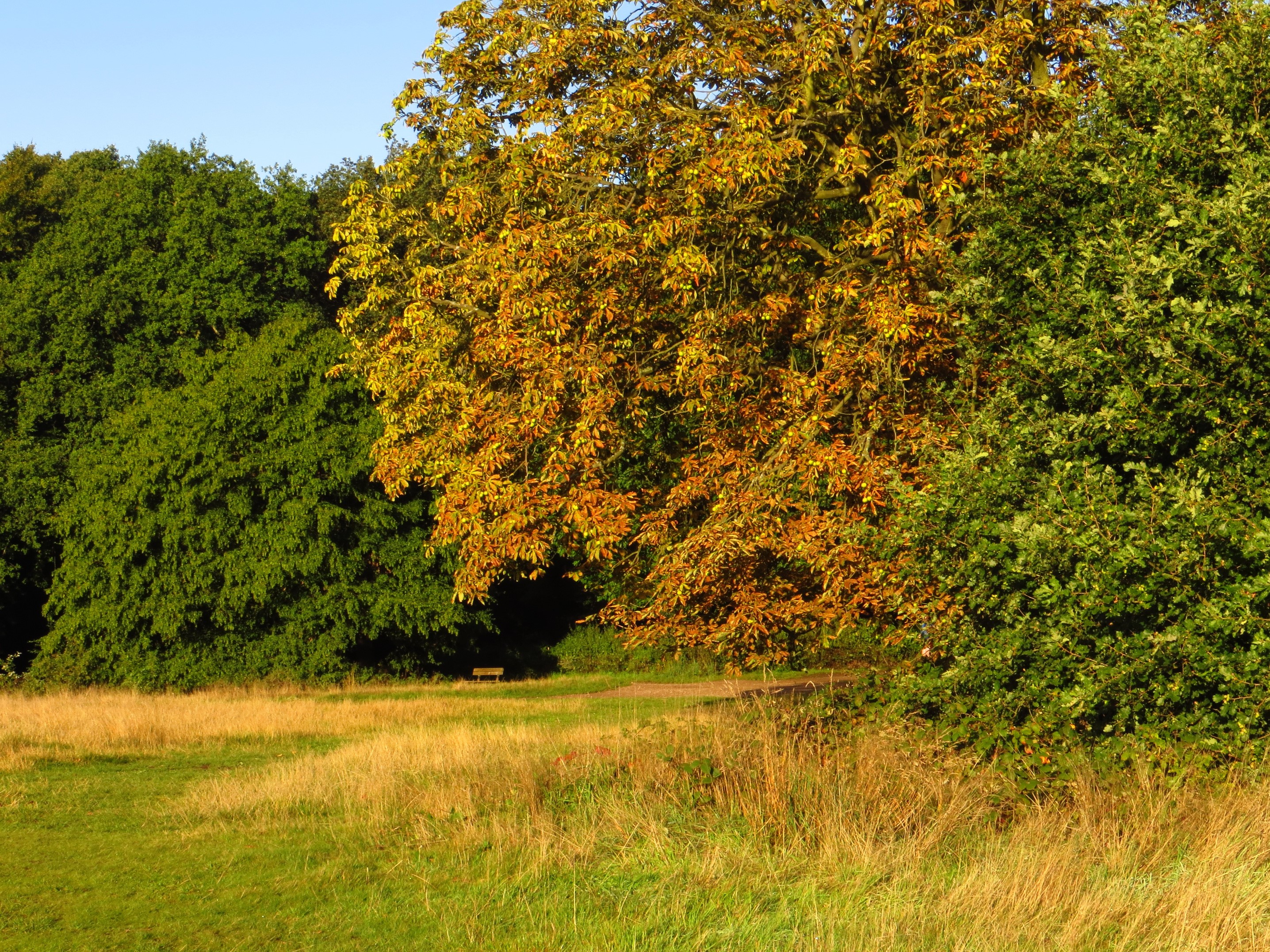 Park with trees and grass HD Wallpaper