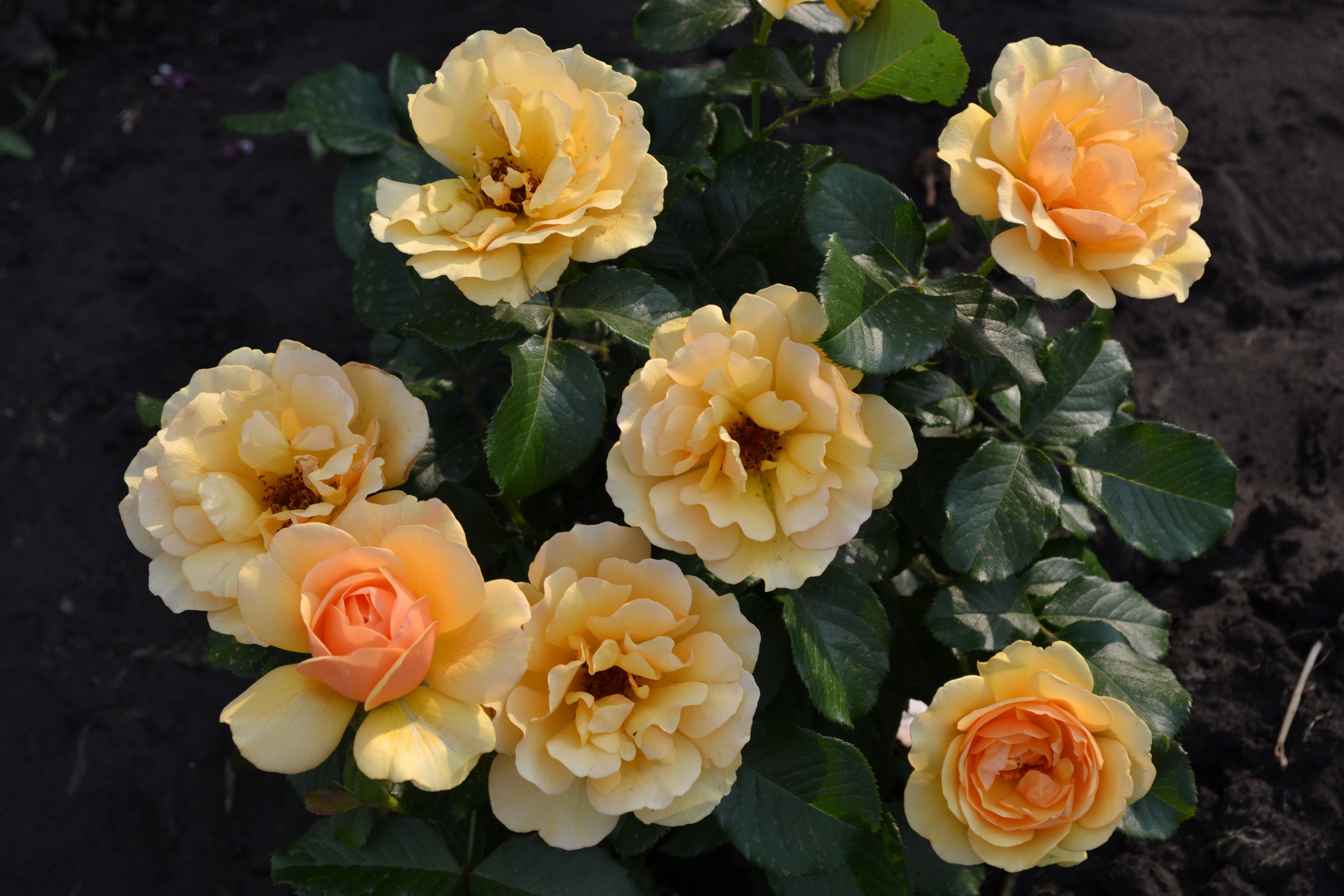 Yellow and orange roses in bloom HD Wallpaper