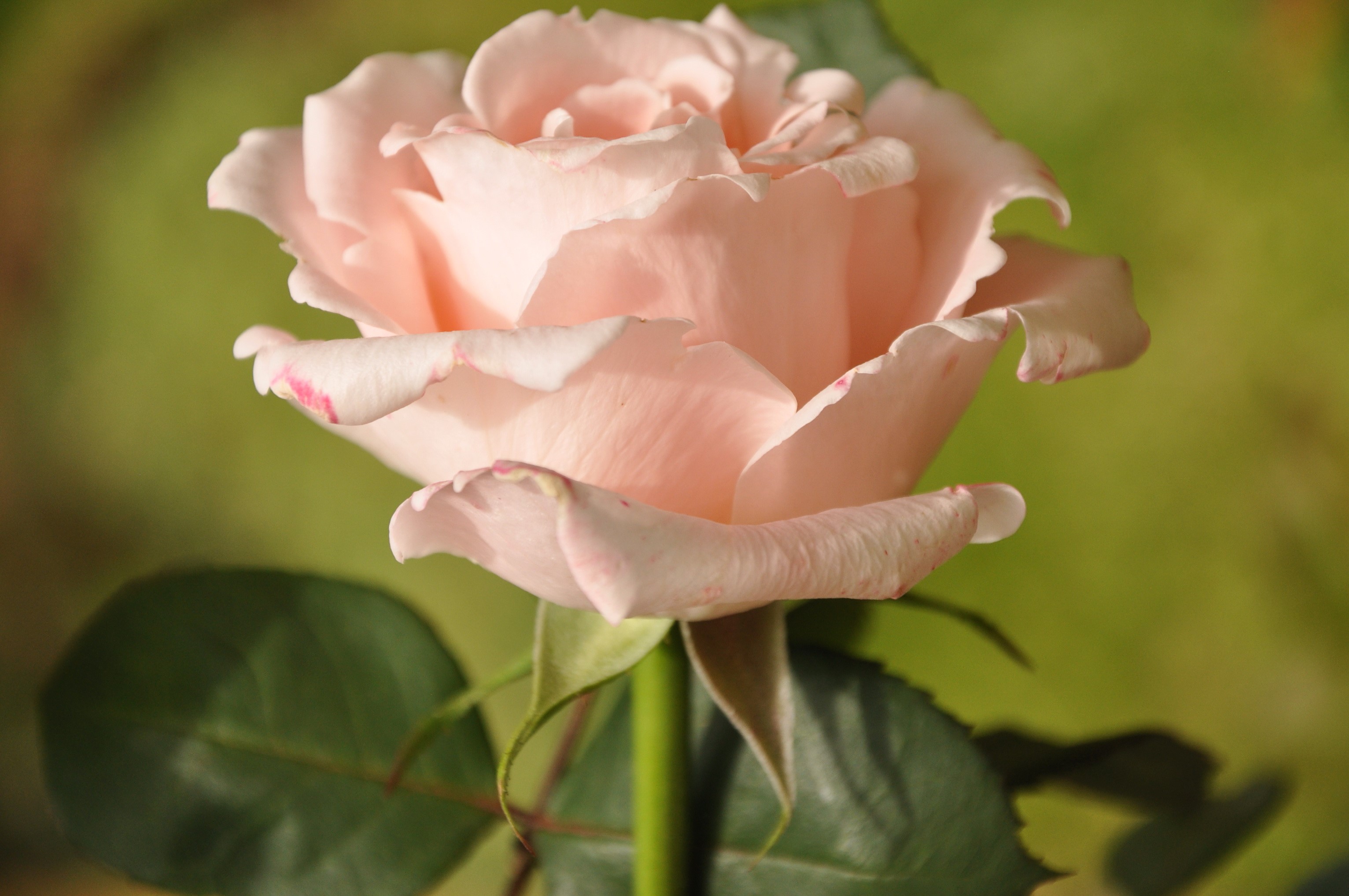 Close-up of a delicate pink rose HD Wallpaper