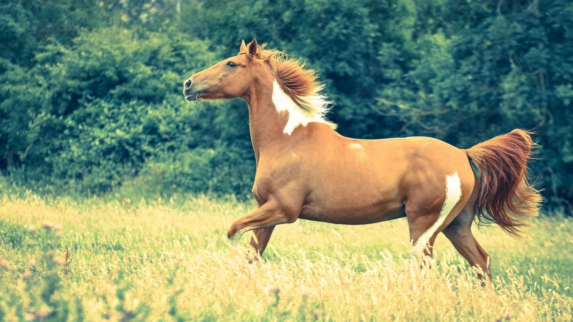 Brown and white horse running in a grassy field HD Wallpaper