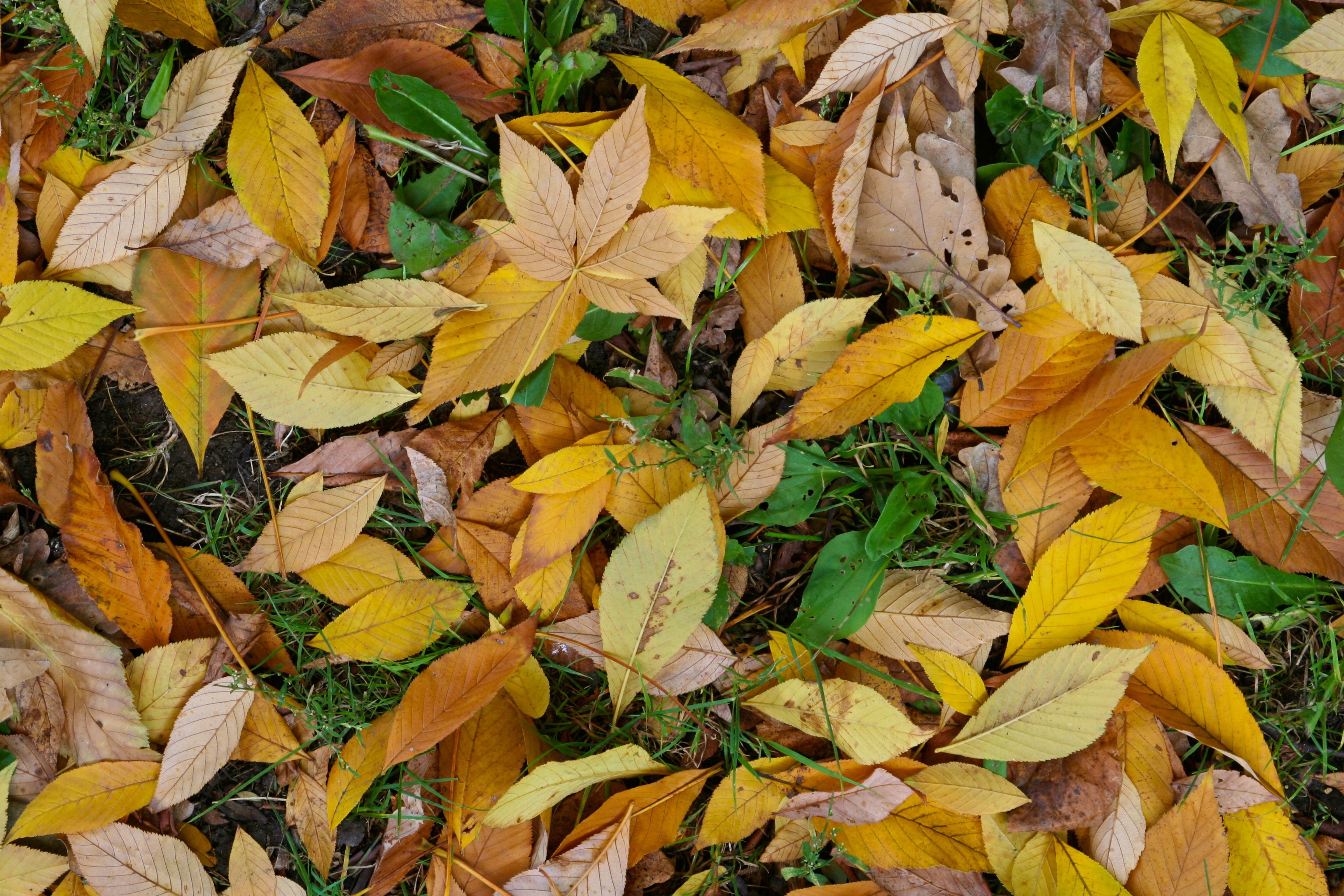 Autumn leaves on the ground HD Wallpaper