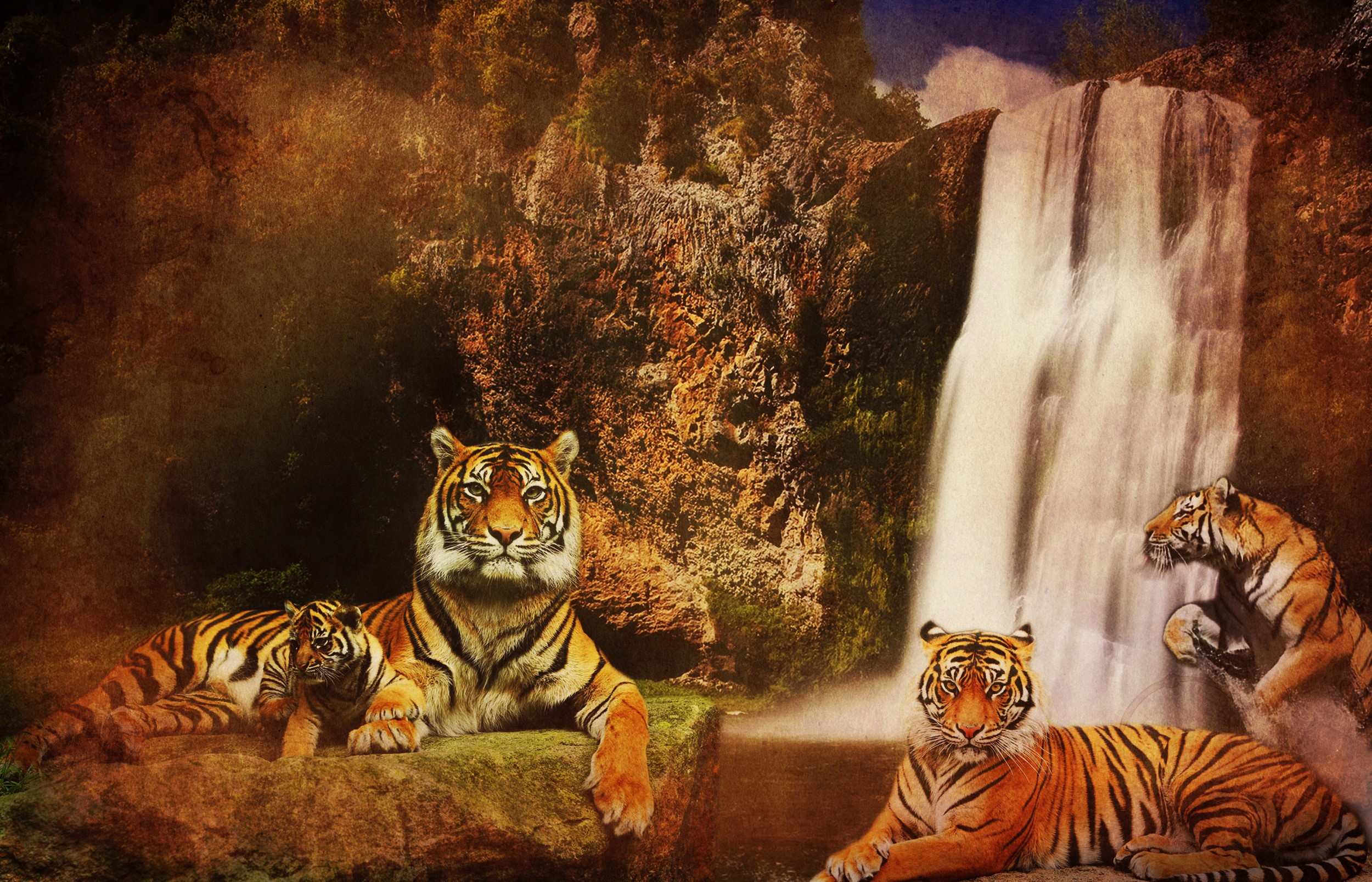 Tigers resting near a waterfall HD Wallpaper