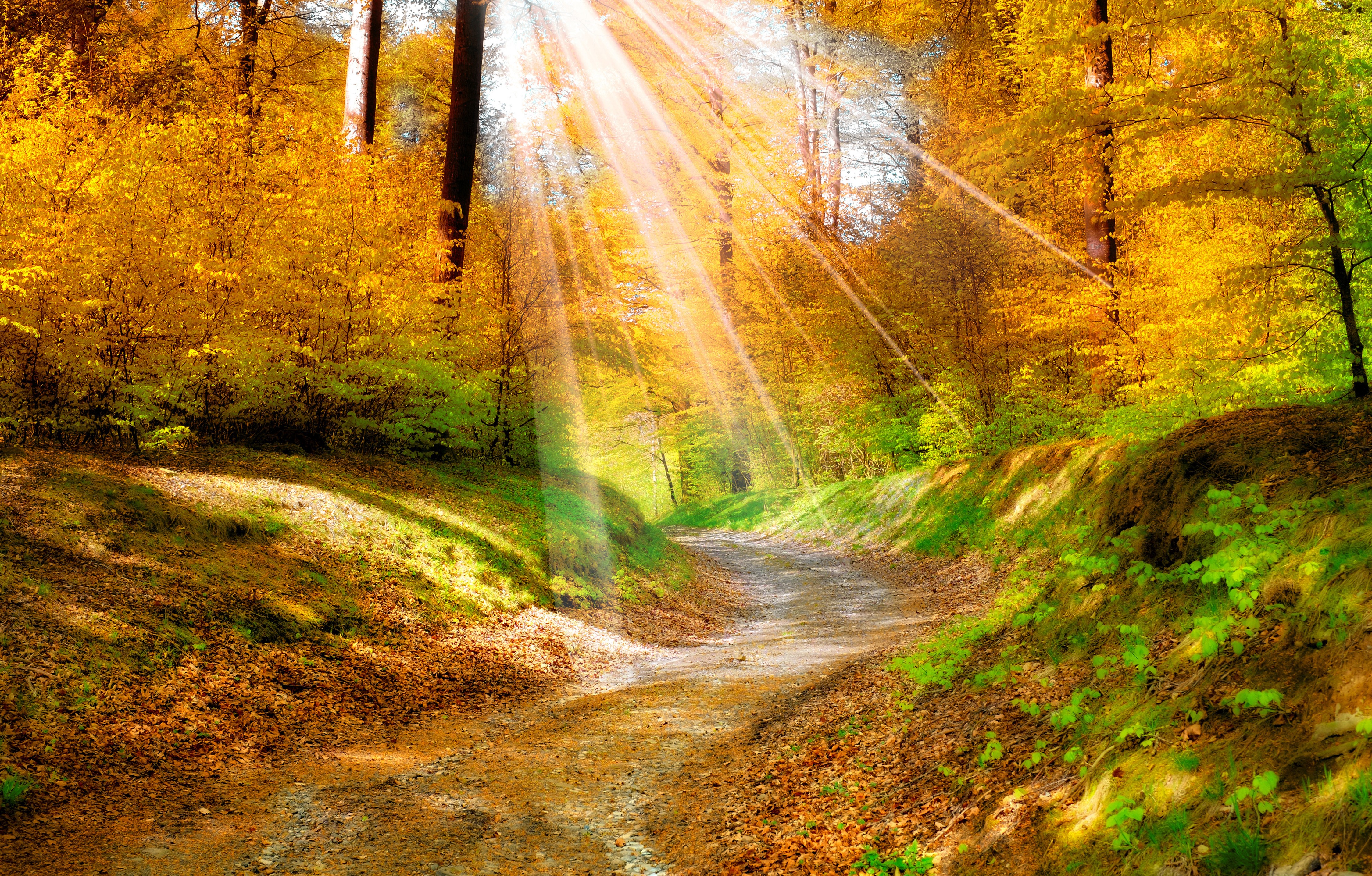 Autumn forest road with sun rays HD Wallpaper