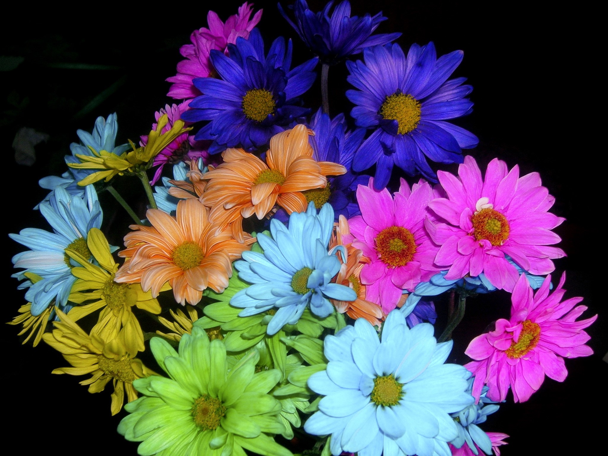 Bouquet of colorful daisies HD Wallpaper