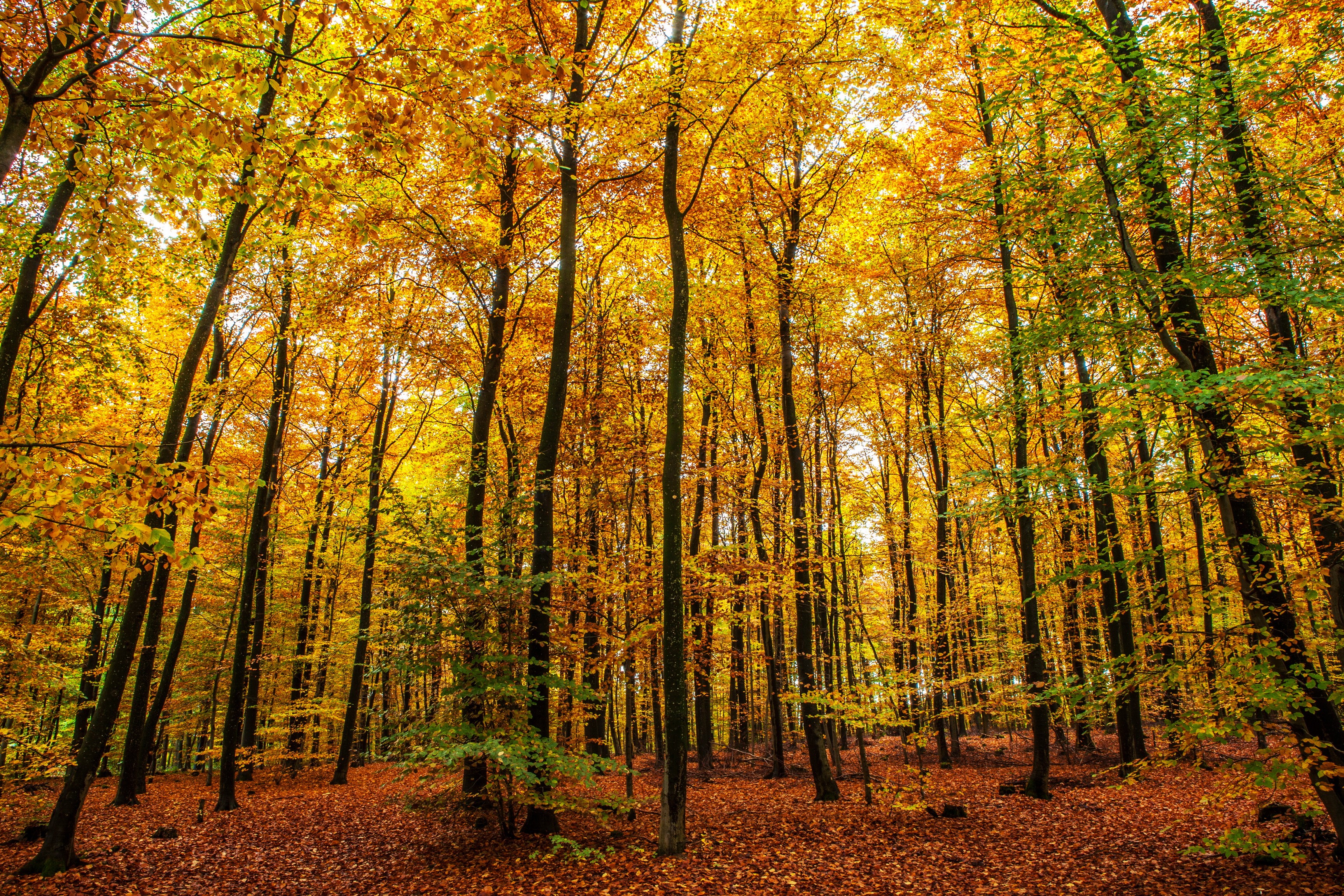 Autumn forest with golden leaves in Klotten, Germany HD Wallpaper