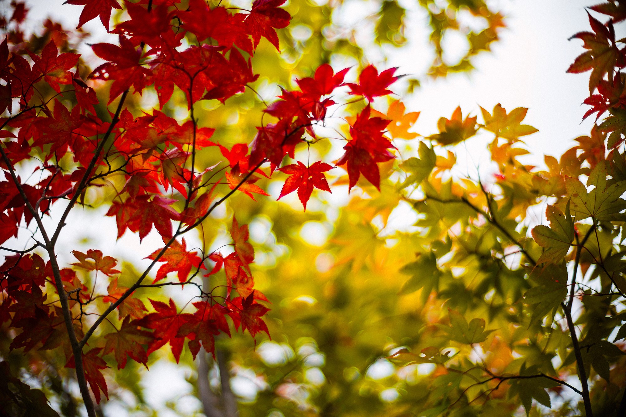 Red and yellow maple leaves on branches HD Wallpaper