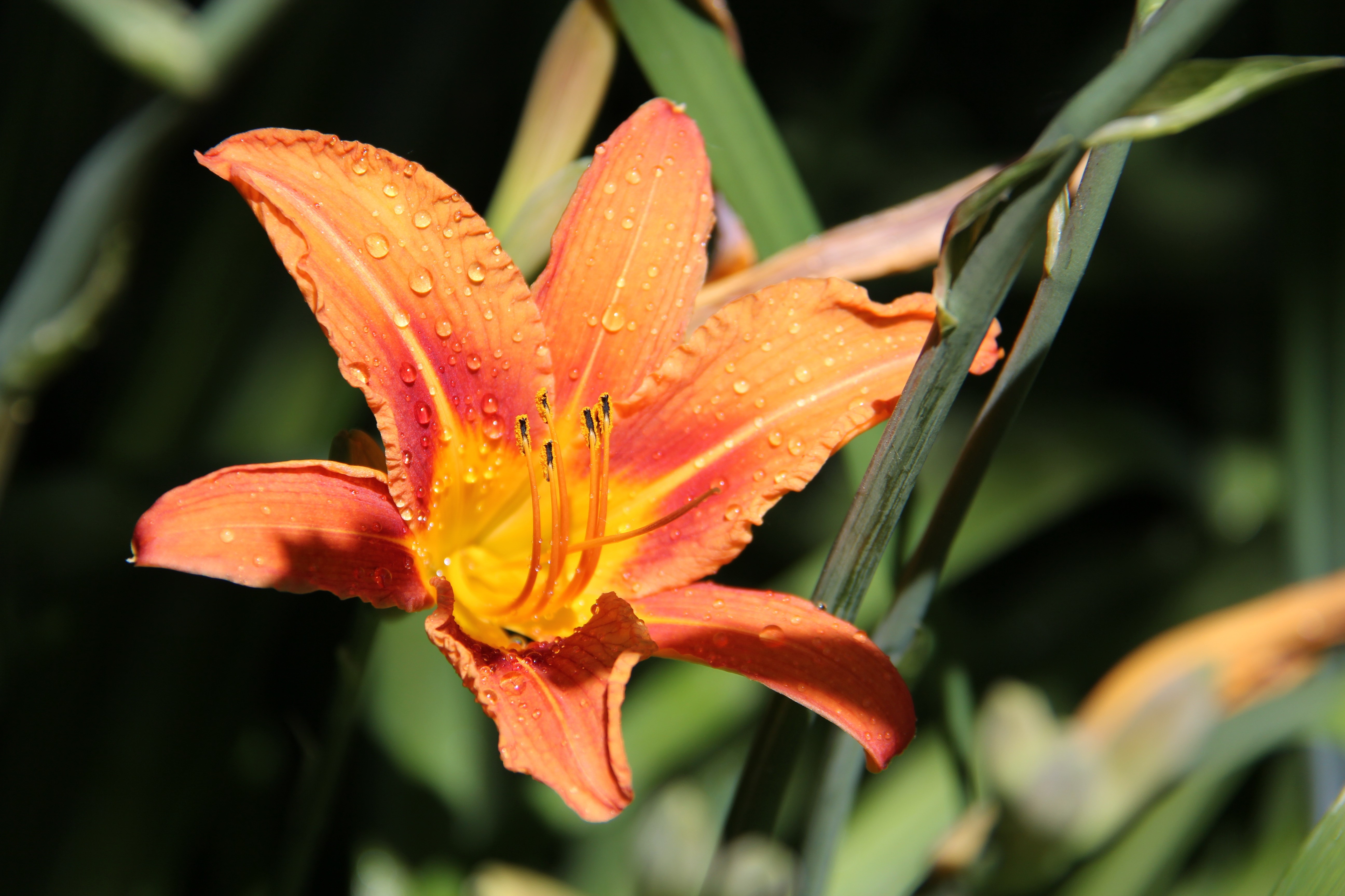 Orange Lily with Water Drops HD Wallpaper