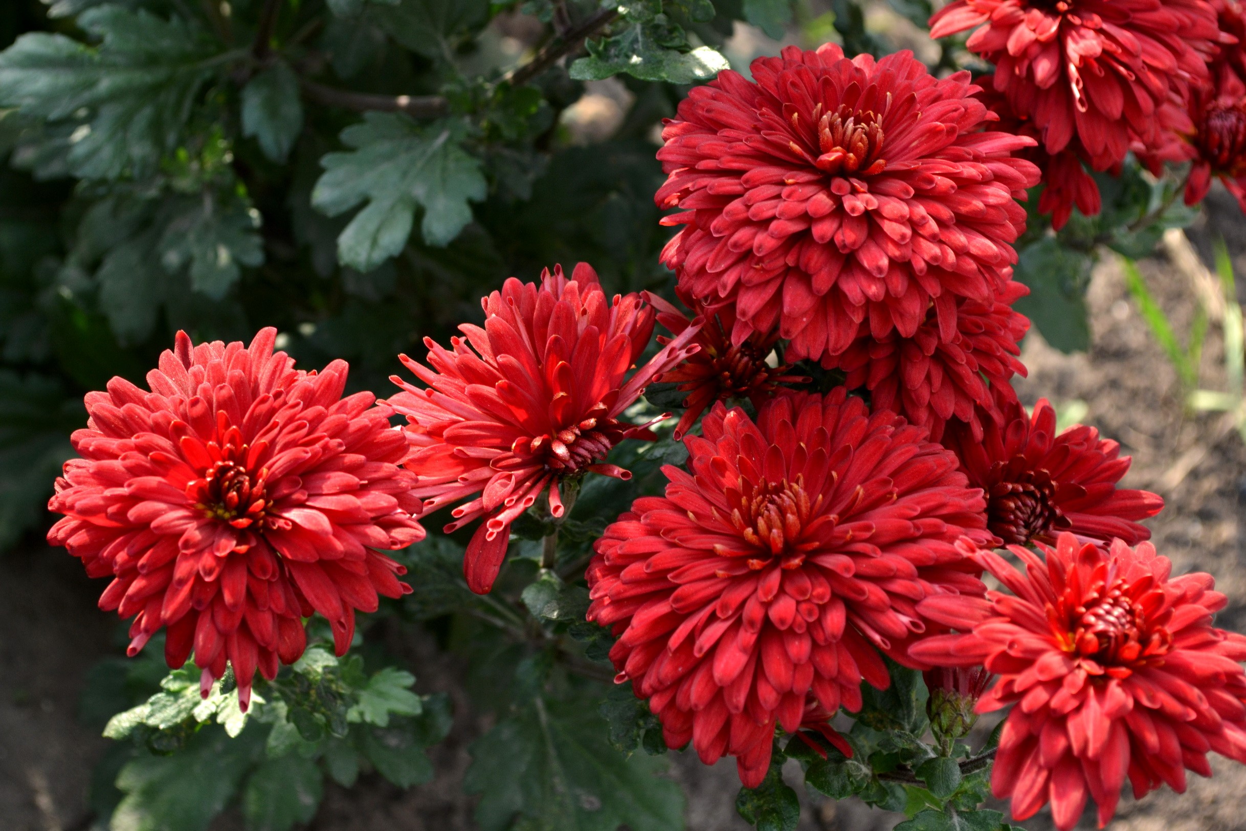 Red Chrysanthemums in Bloom HD Wallpaper