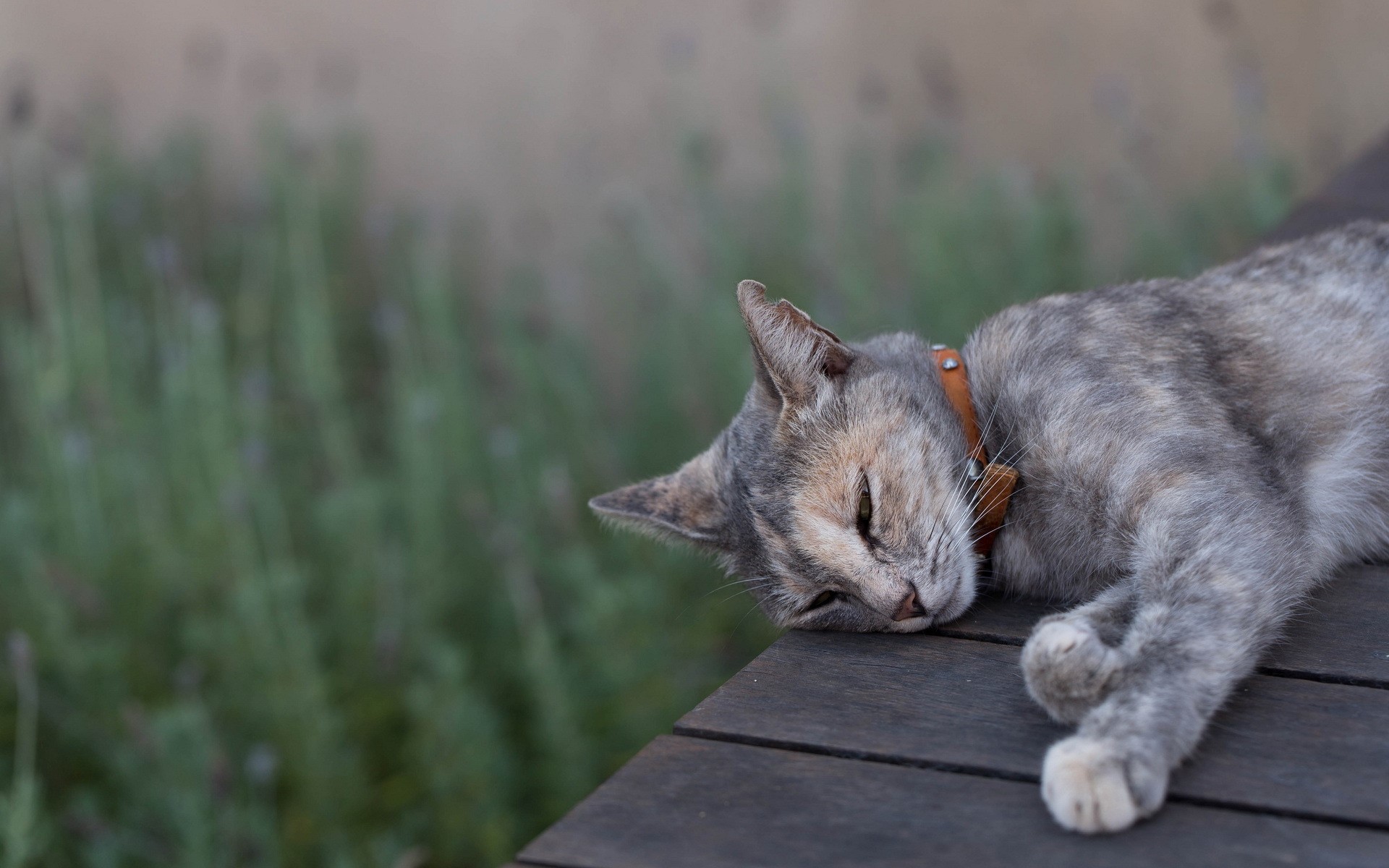 A tortoiseshell cat sleeps on a wooden surface HD Wallpaper