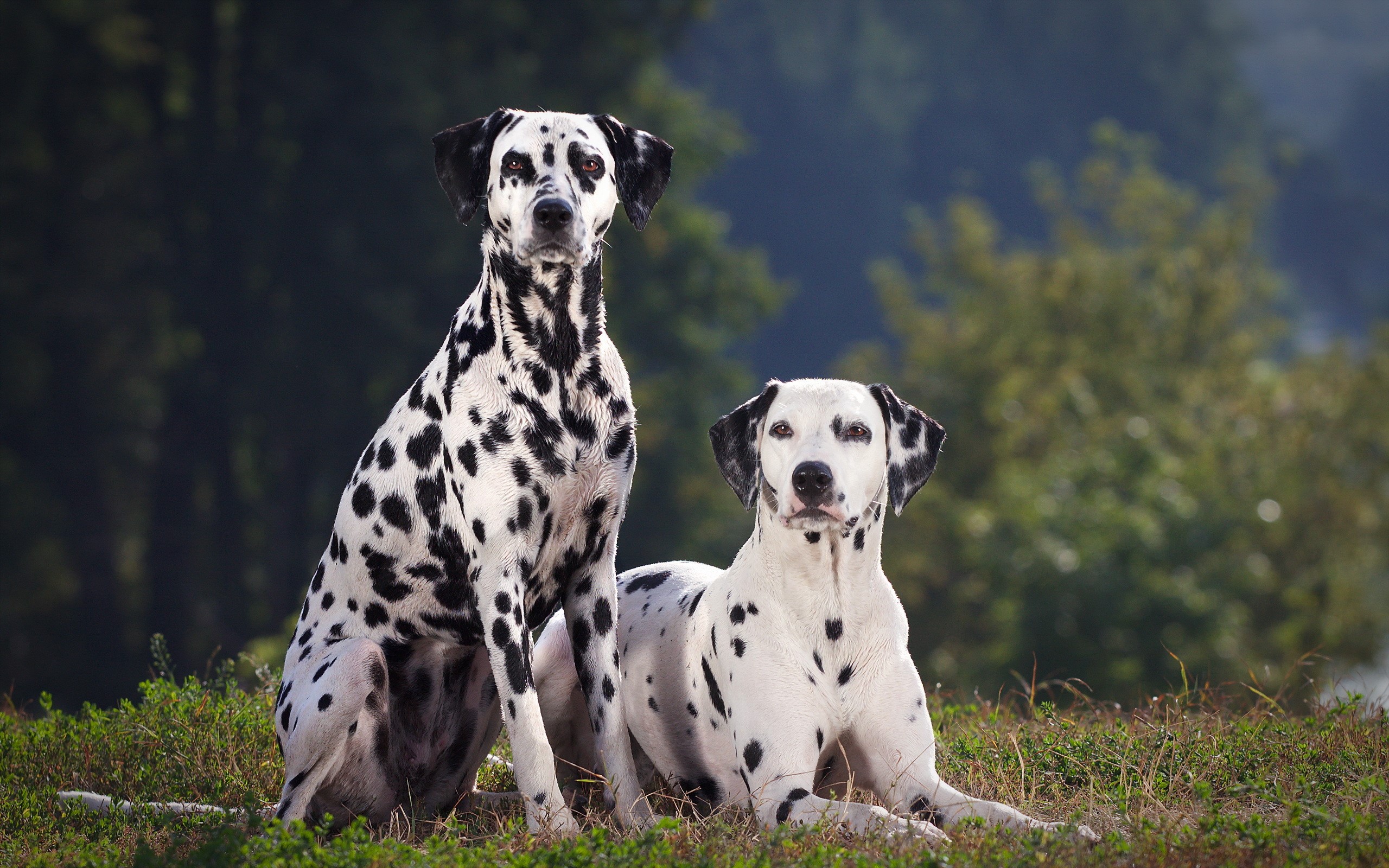 Two Dalmatian dogs sitting on grass HD Wallpaper