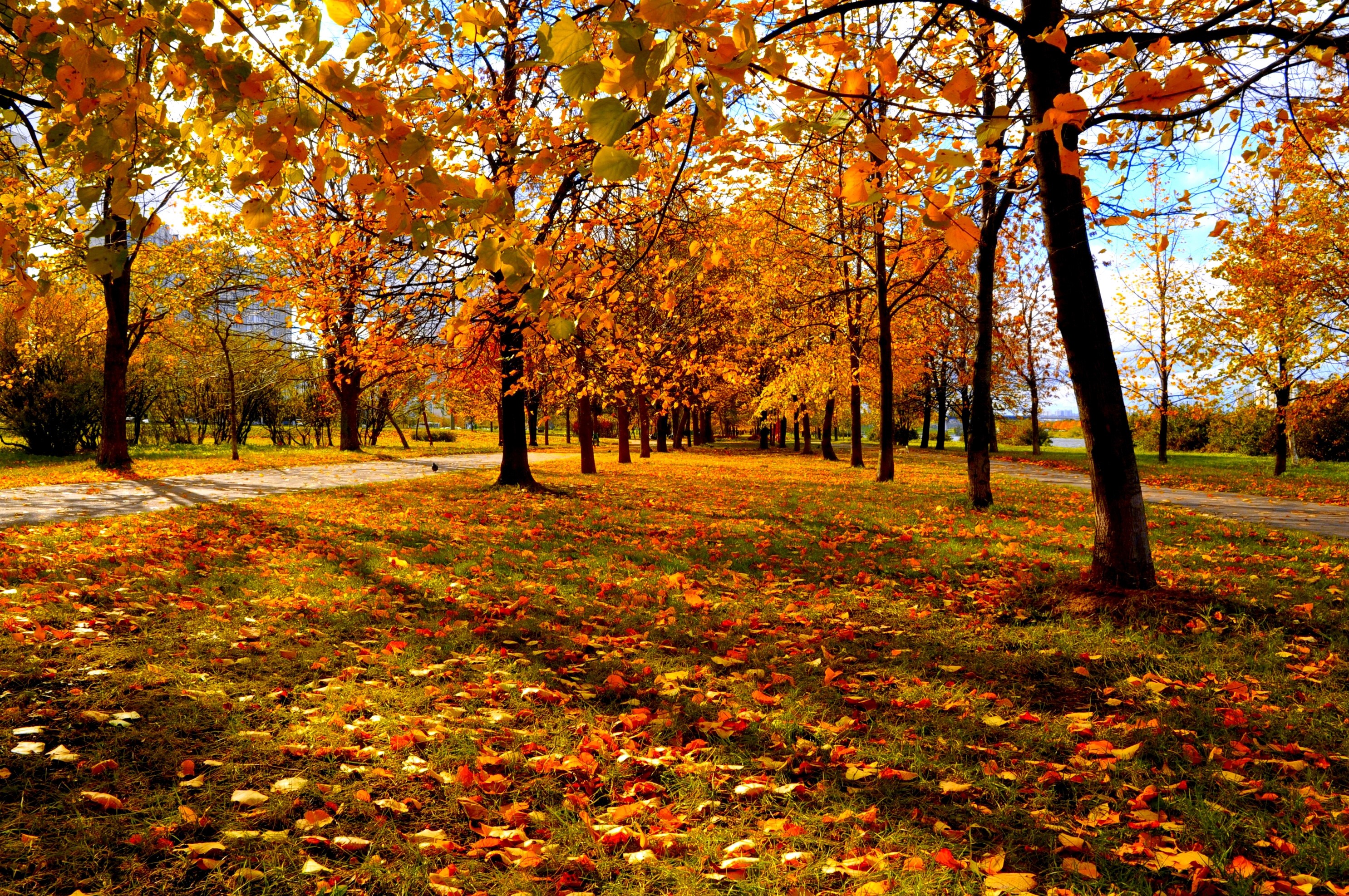 Park avenue with autumn trees and fallen leaves HD Wallpaper