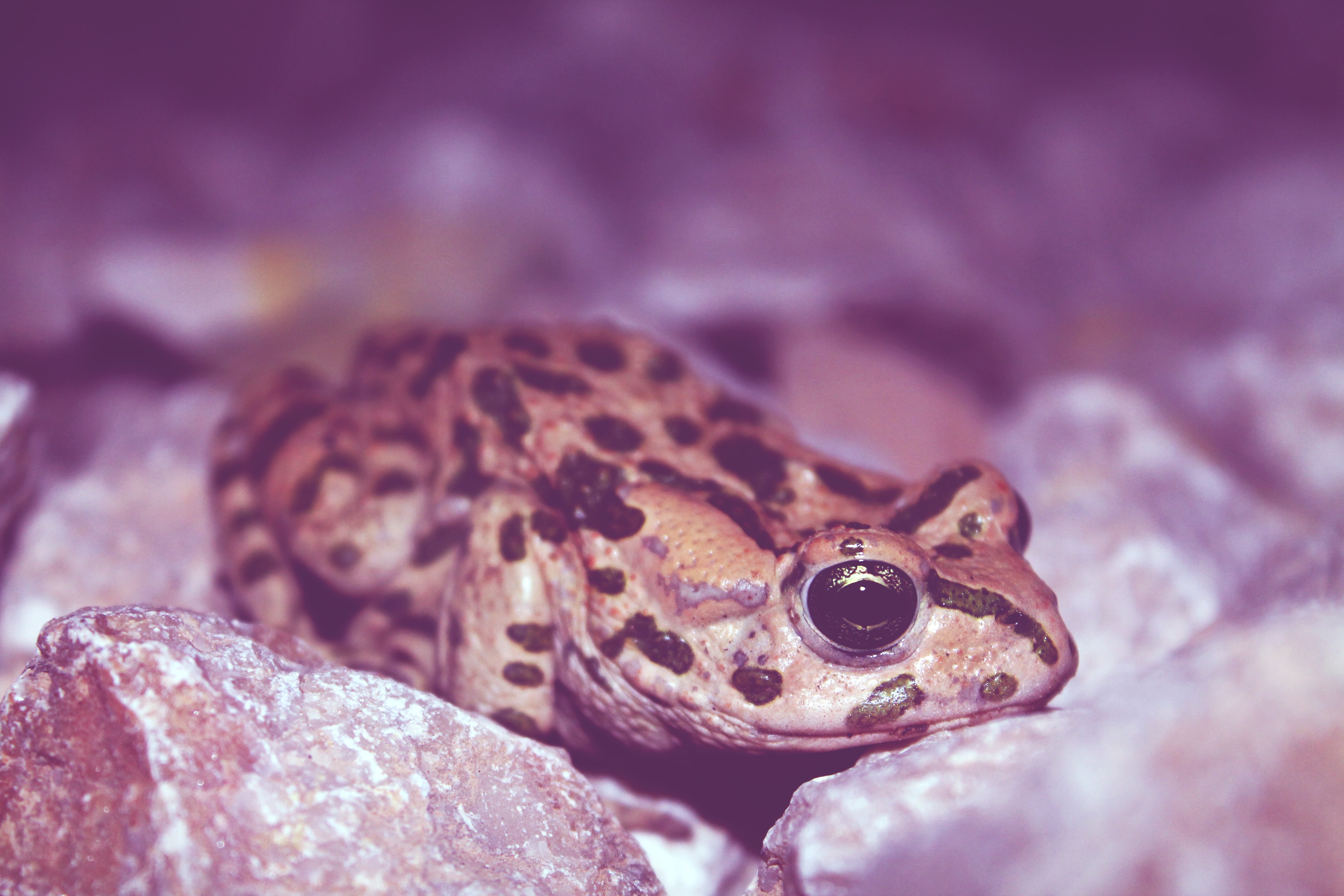 Frog on Stones HD Wallpaper