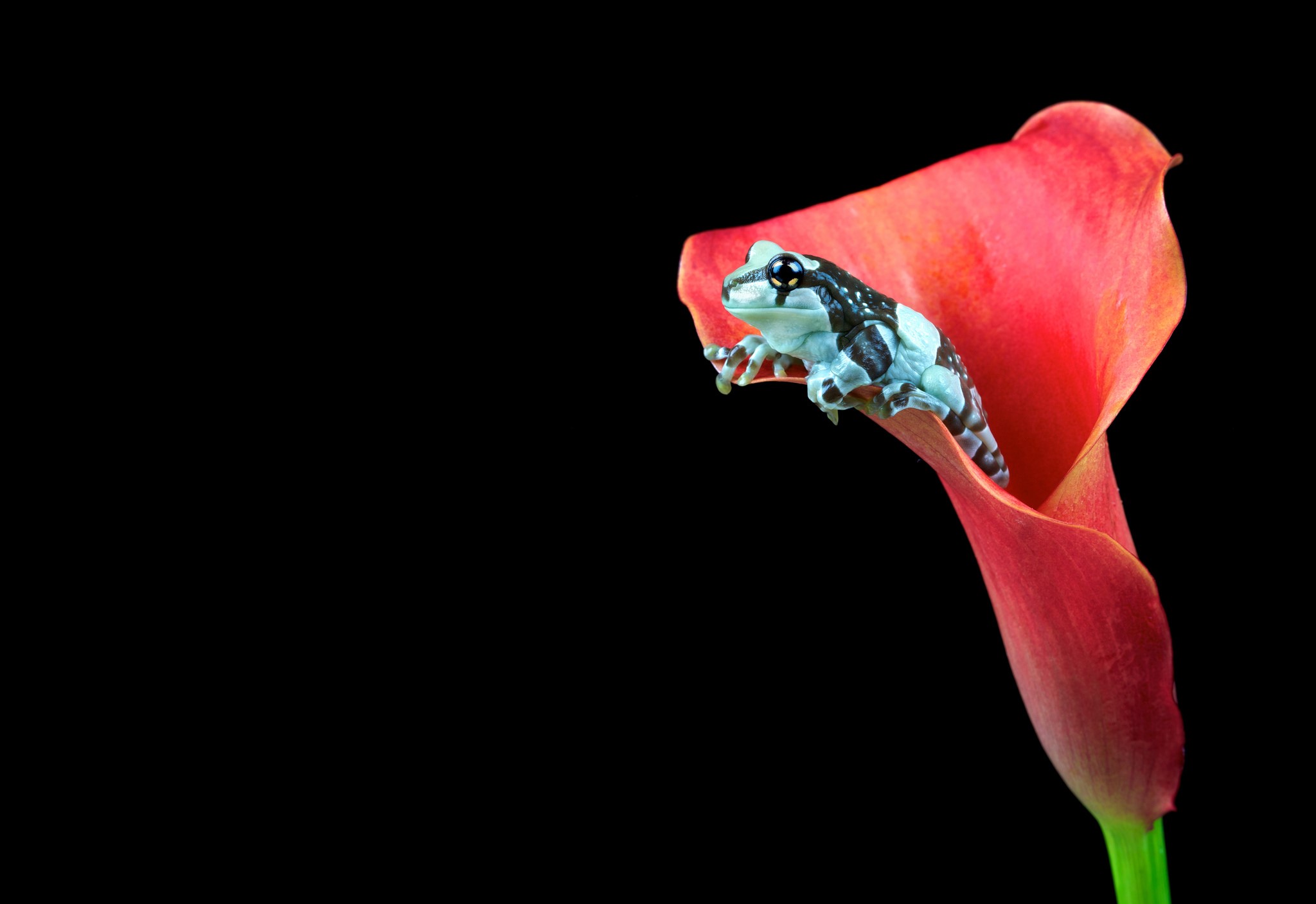 Frog on a red Calla Lily HD Wallpaper