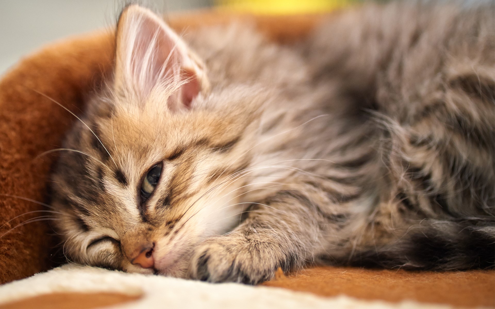 A fluffy kitten sleeping on a soft surface HD Wallpaper