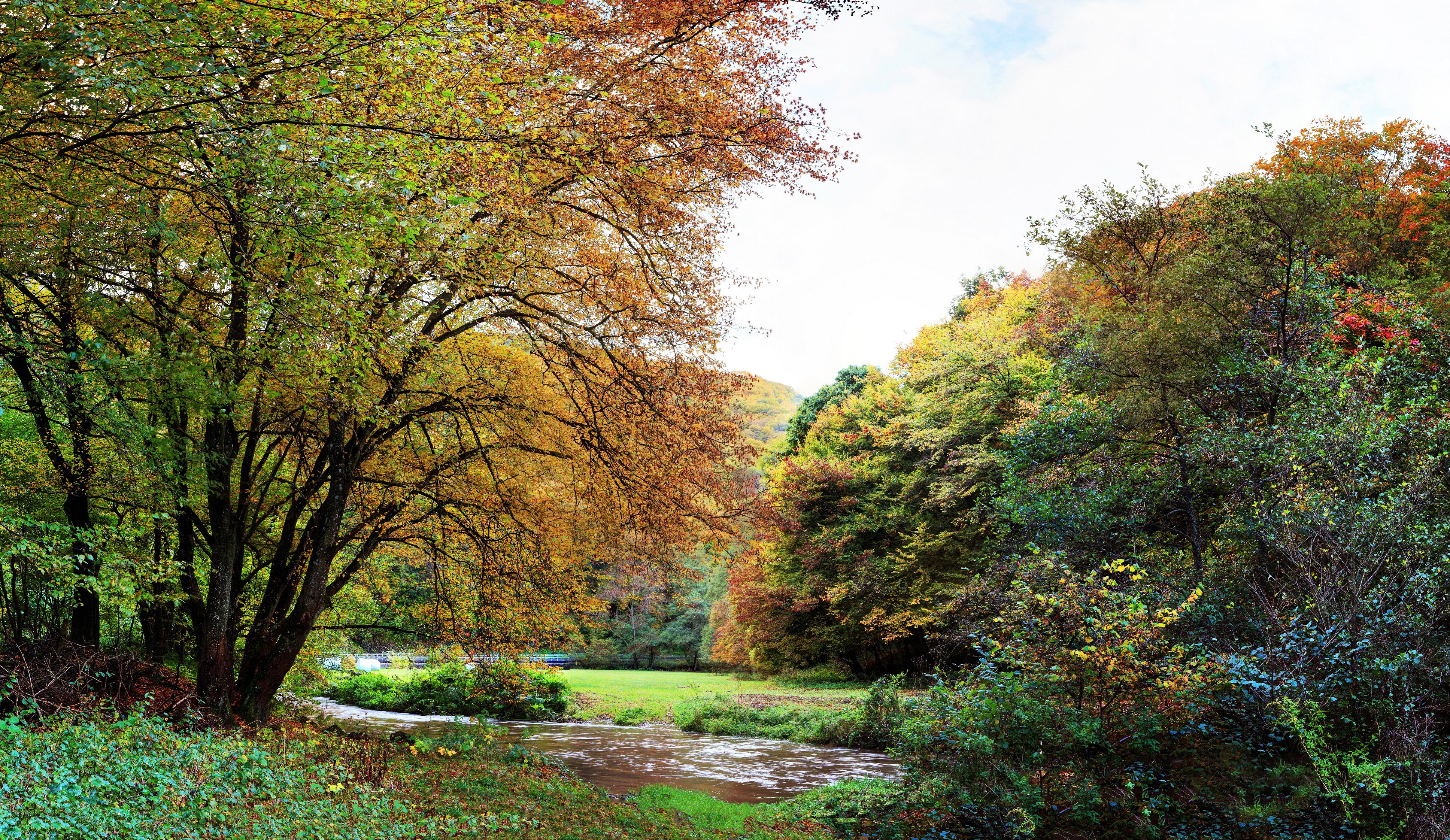 Autumn trees and a stream in Germany HD Wallpaper