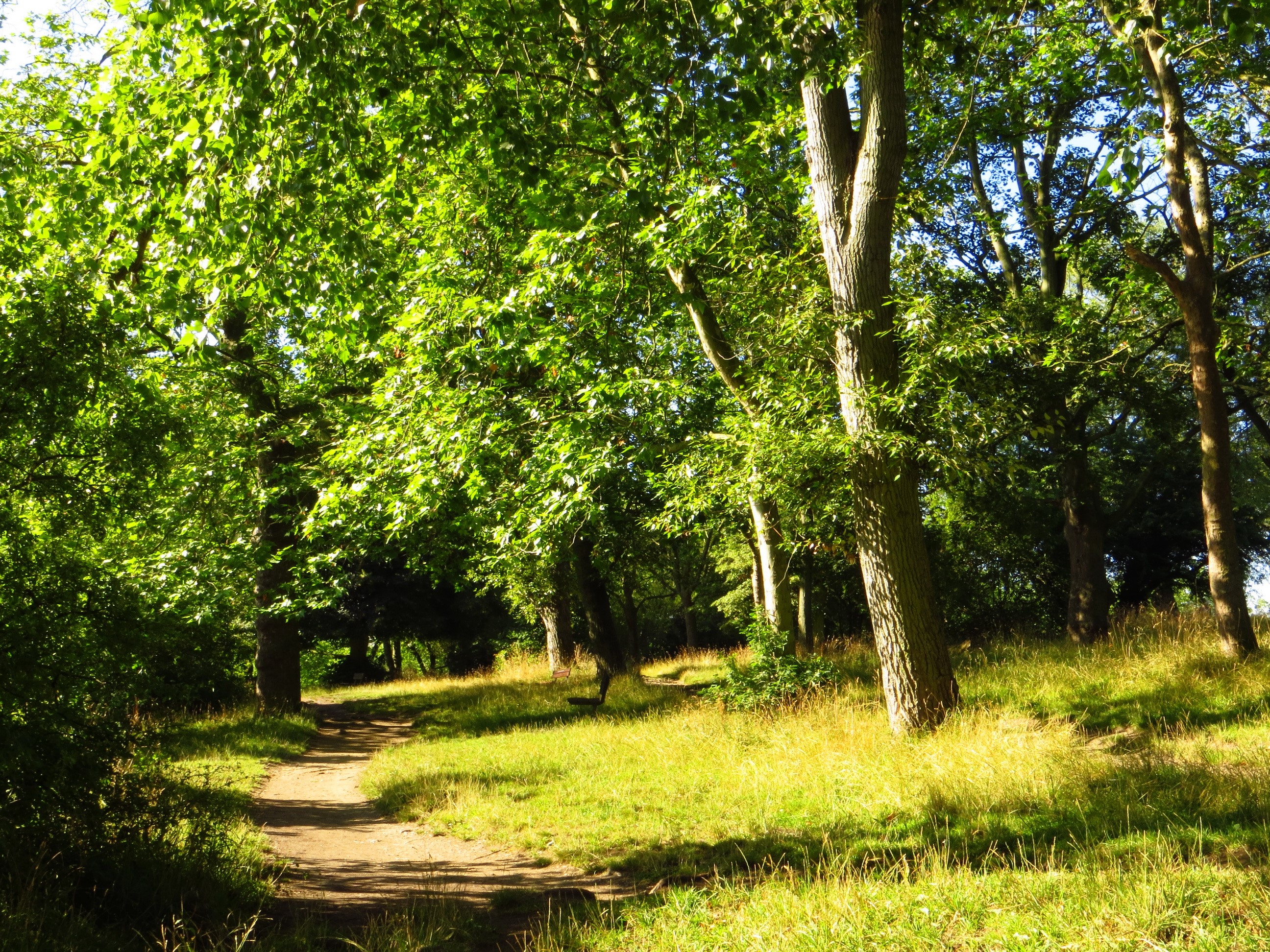 Path through a sunlit forest on Hampstead Heath HD Wallpaper