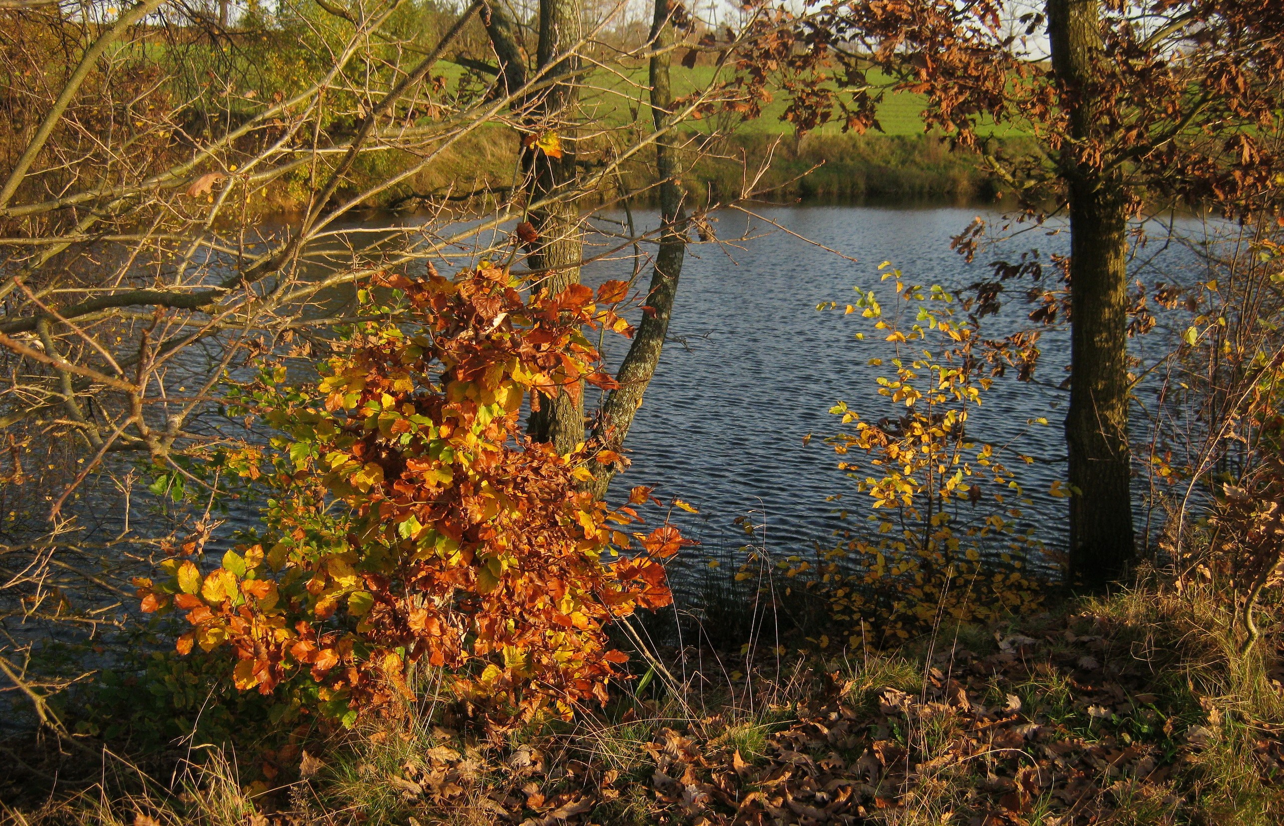 Autumn by a lake in Gmina Szemud, Poland HD Wallpaper