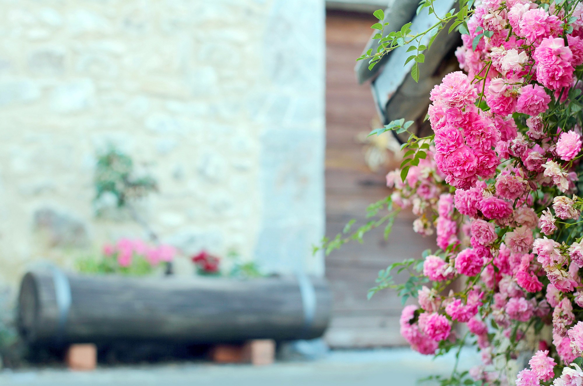 Pink roses climbing on a rustic building HD Wallpaper