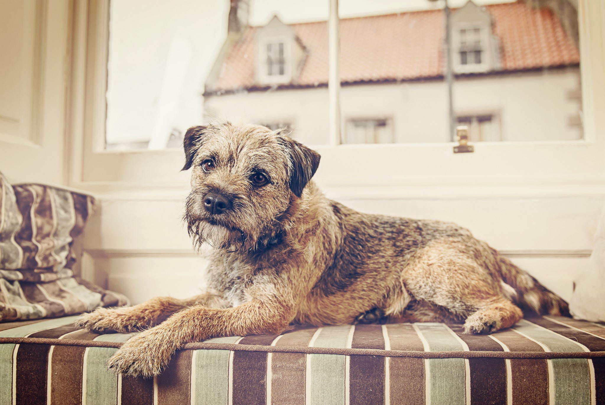Border Terrier dog lying on a striped cushion HD Wallpaper