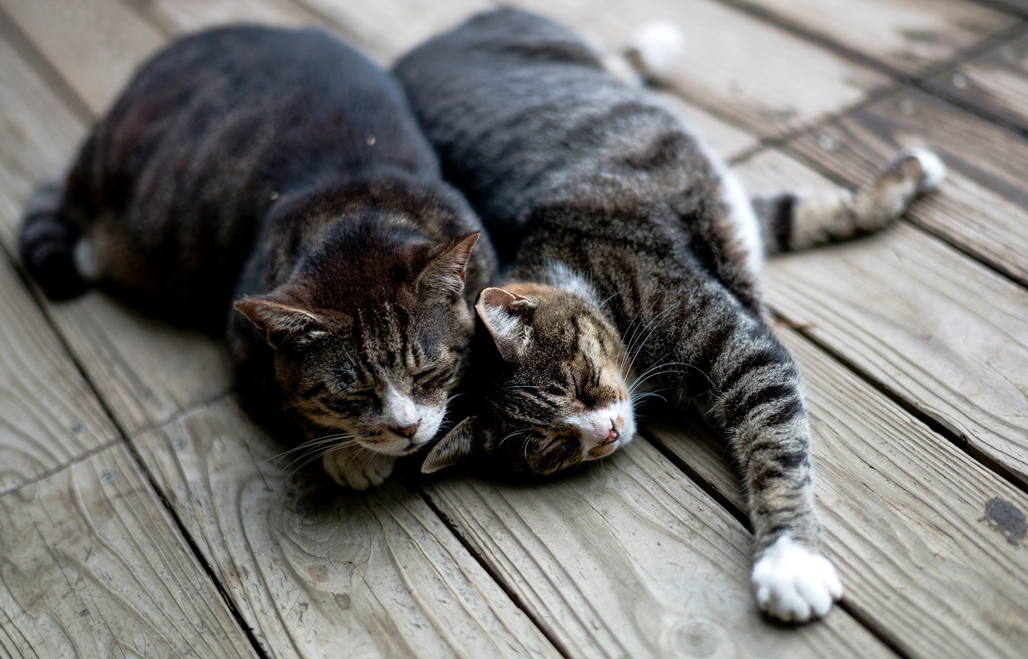 Two tabby cats sleeping on wooden planks HD Wallpaper