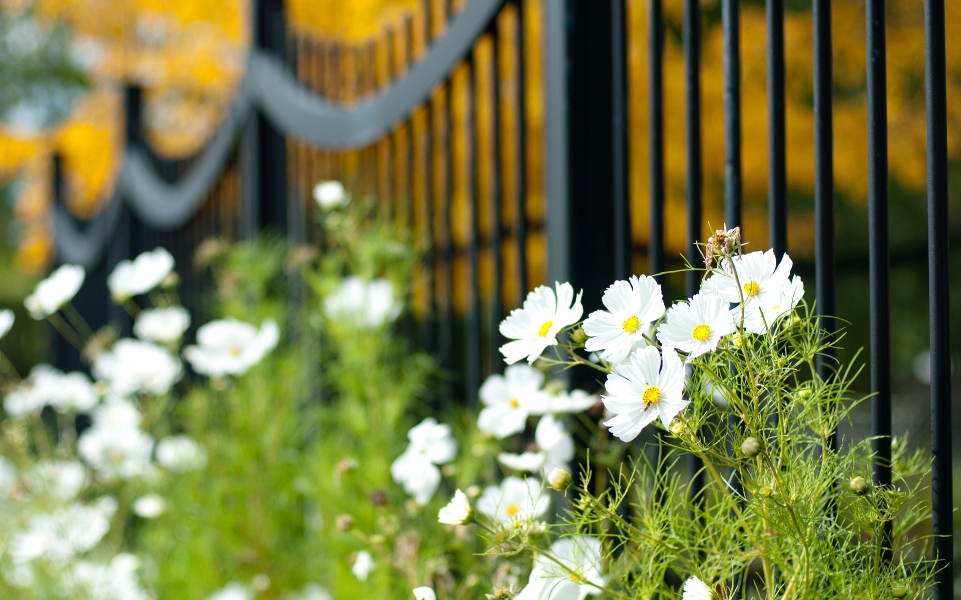White cosmos flowers in front of a black fence HD Wallpaper