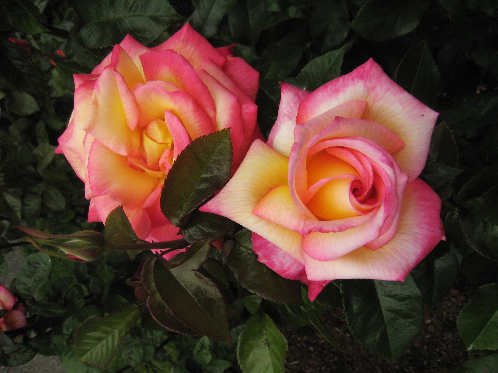 Two bi-colored roses with pink and yellow petals HD Wallpaper