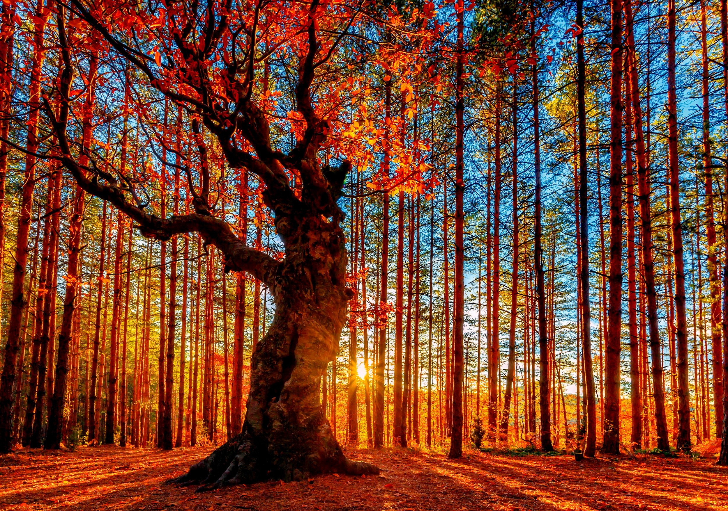 Autumn forest with sunbeams filtering through trees HD Wallpaper