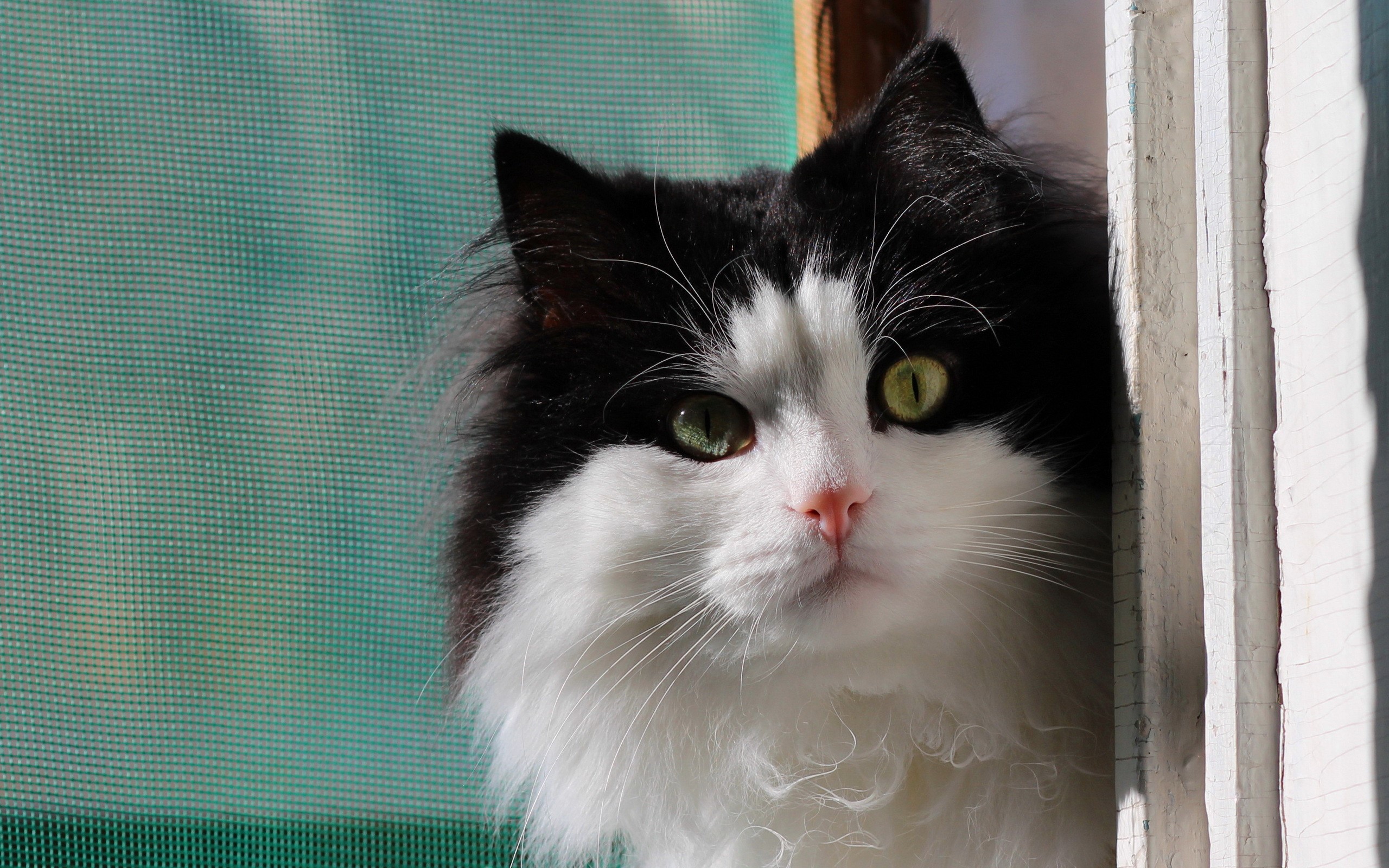 Black and white fluffy cat looking out a window HD Wallpaper