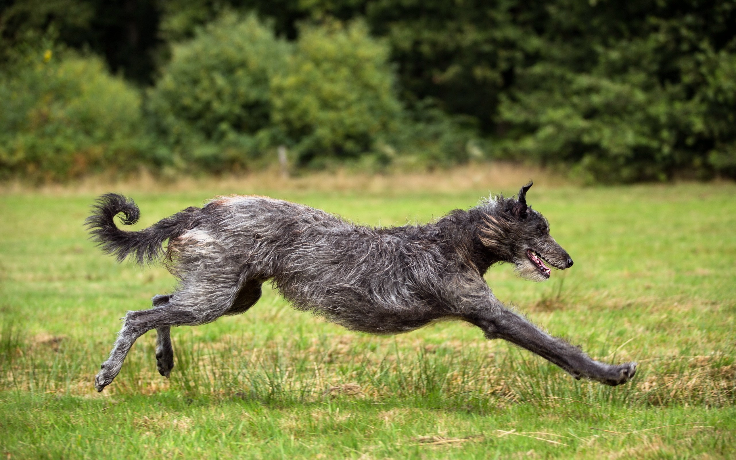 Scottish Deerhound running in a grassy field HD Wallpaper