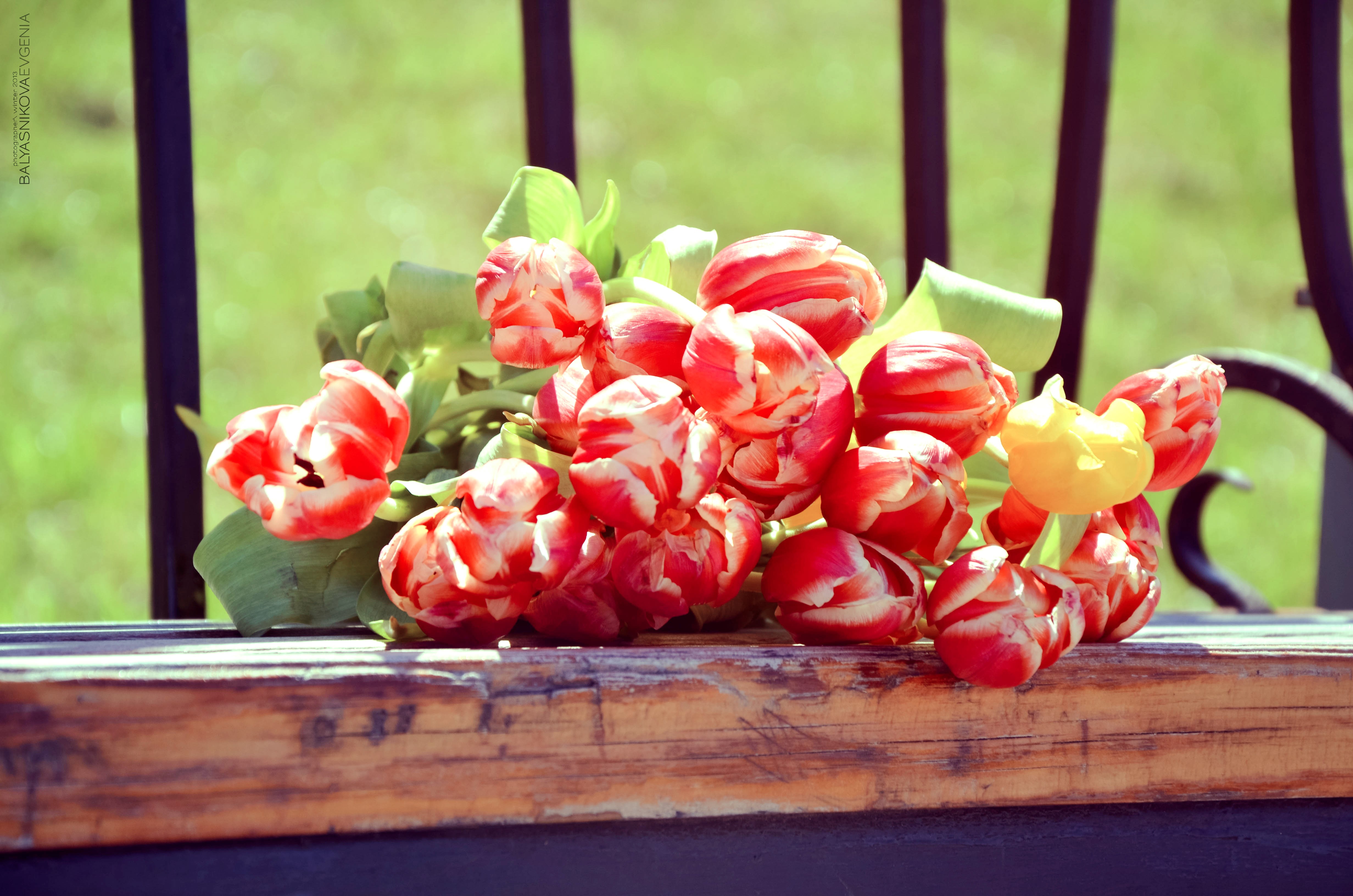 4K Tulips on a Wooden Surface HD Wallpaper