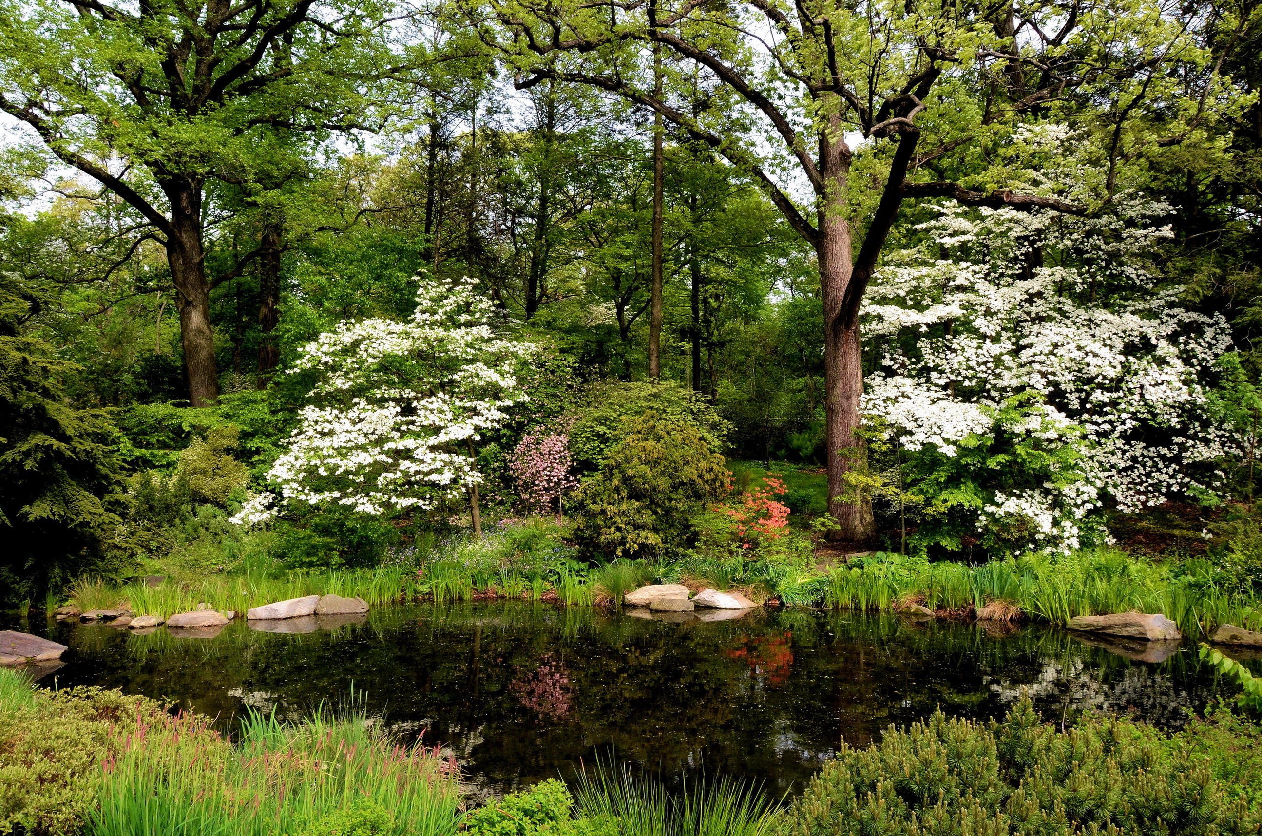 Pond and flowering trees at Belmont Gardens, New York City HD Wallpaper