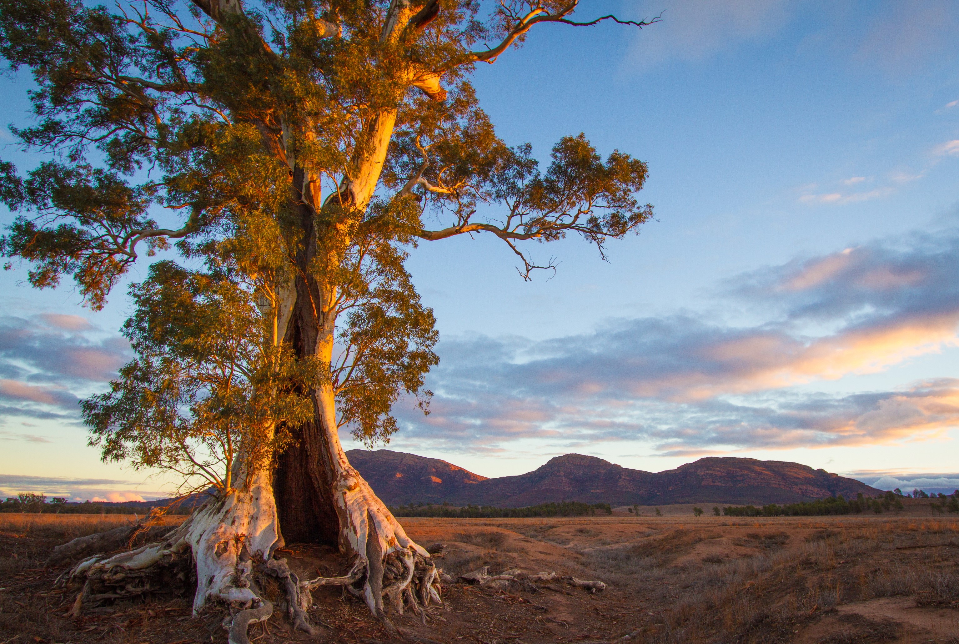 Ancient Eucalyptus Tree in Australian Outback at Sunset HD Wallpaper