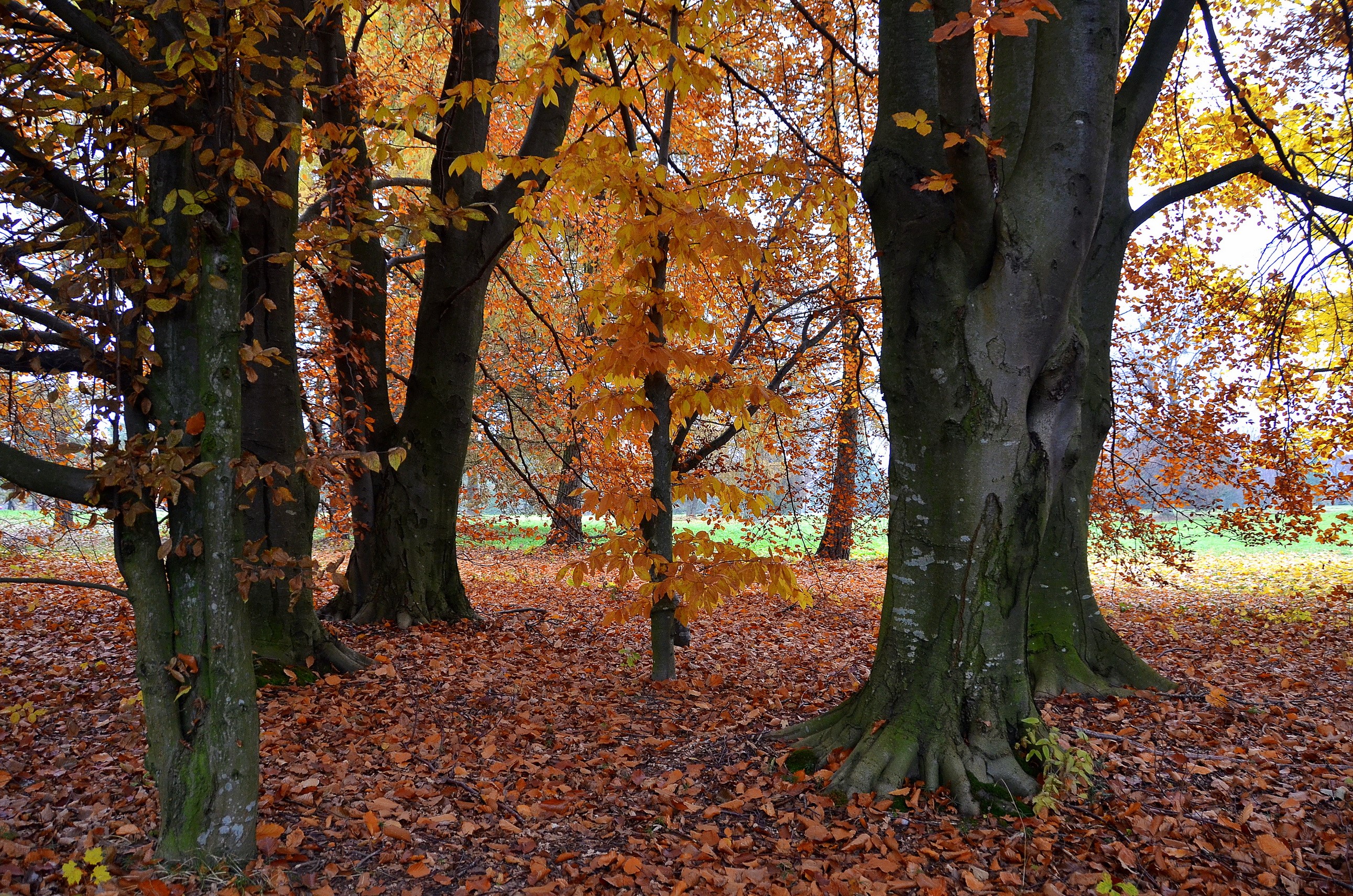 Autumn forest with fallen leaves and trees HD Wallpaper