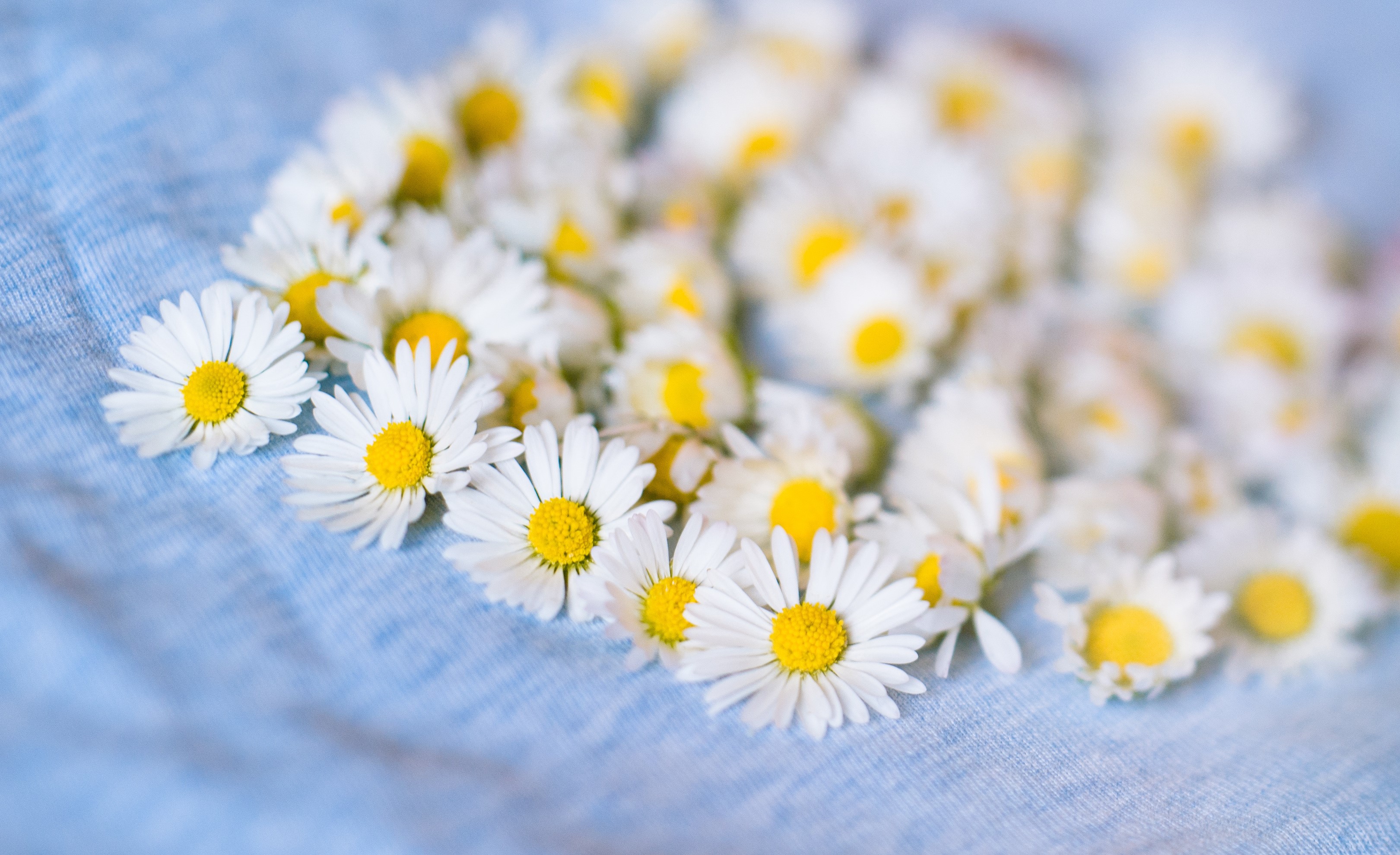 Daisies on blue fabric HD Wallpaper