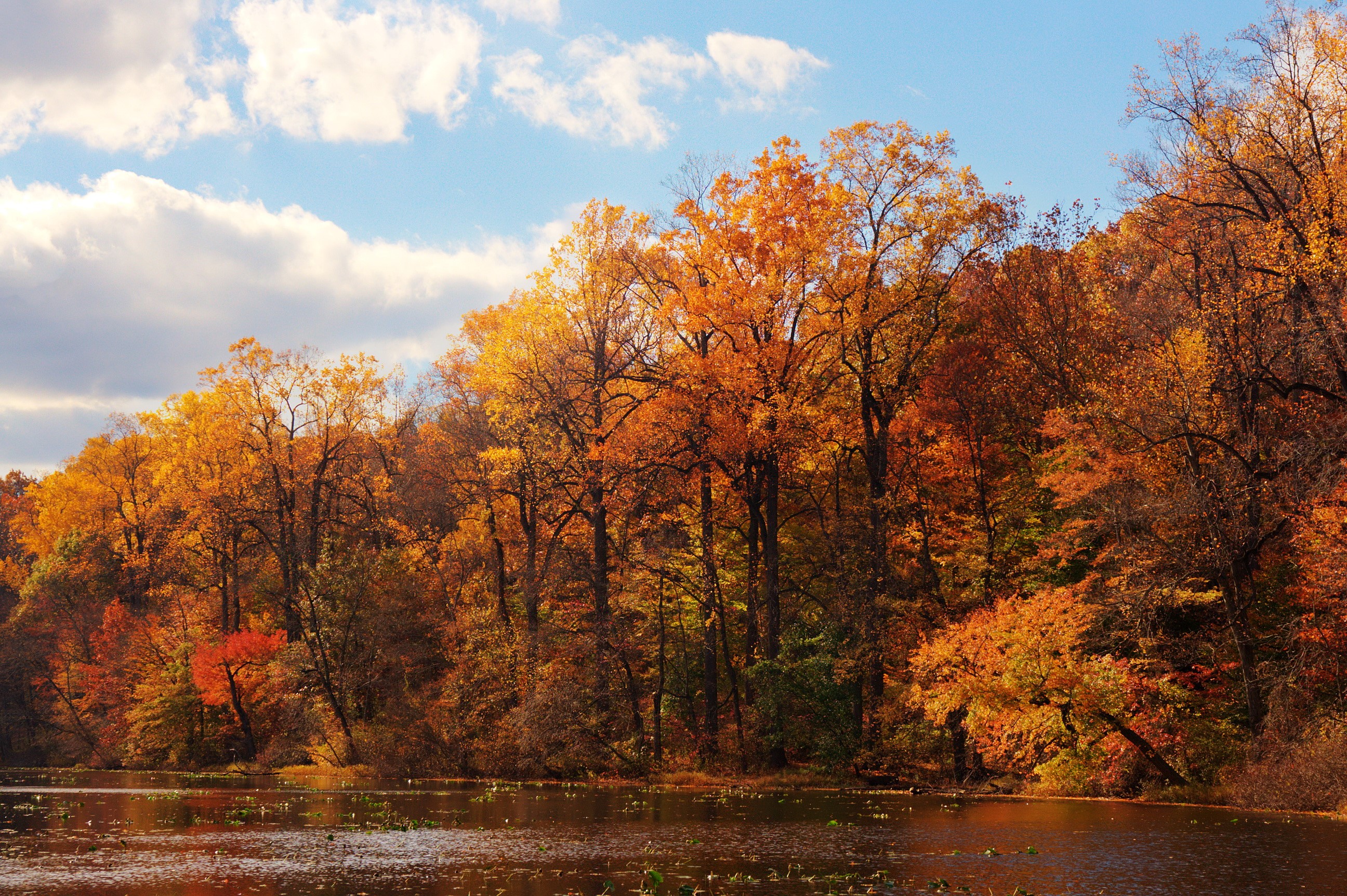 Autumn trees by a lake under a cloudy sky HD Wallpaper