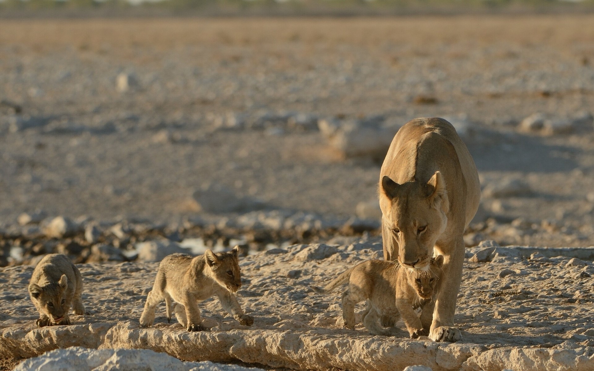 Lioness with cubs walking on rocky ground HD Wallpaper