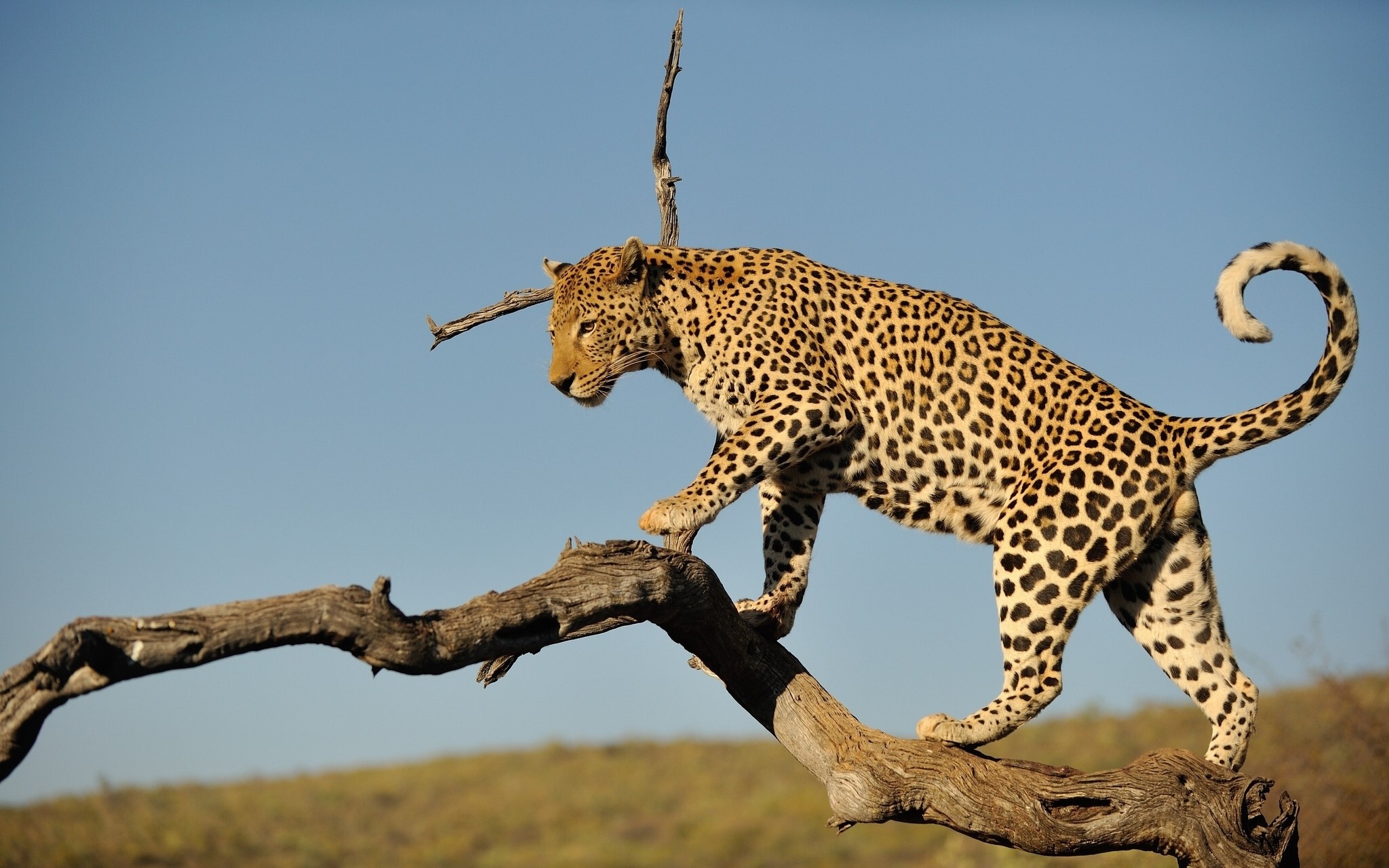 Leopard walking on a tree branch HD Wallpaper