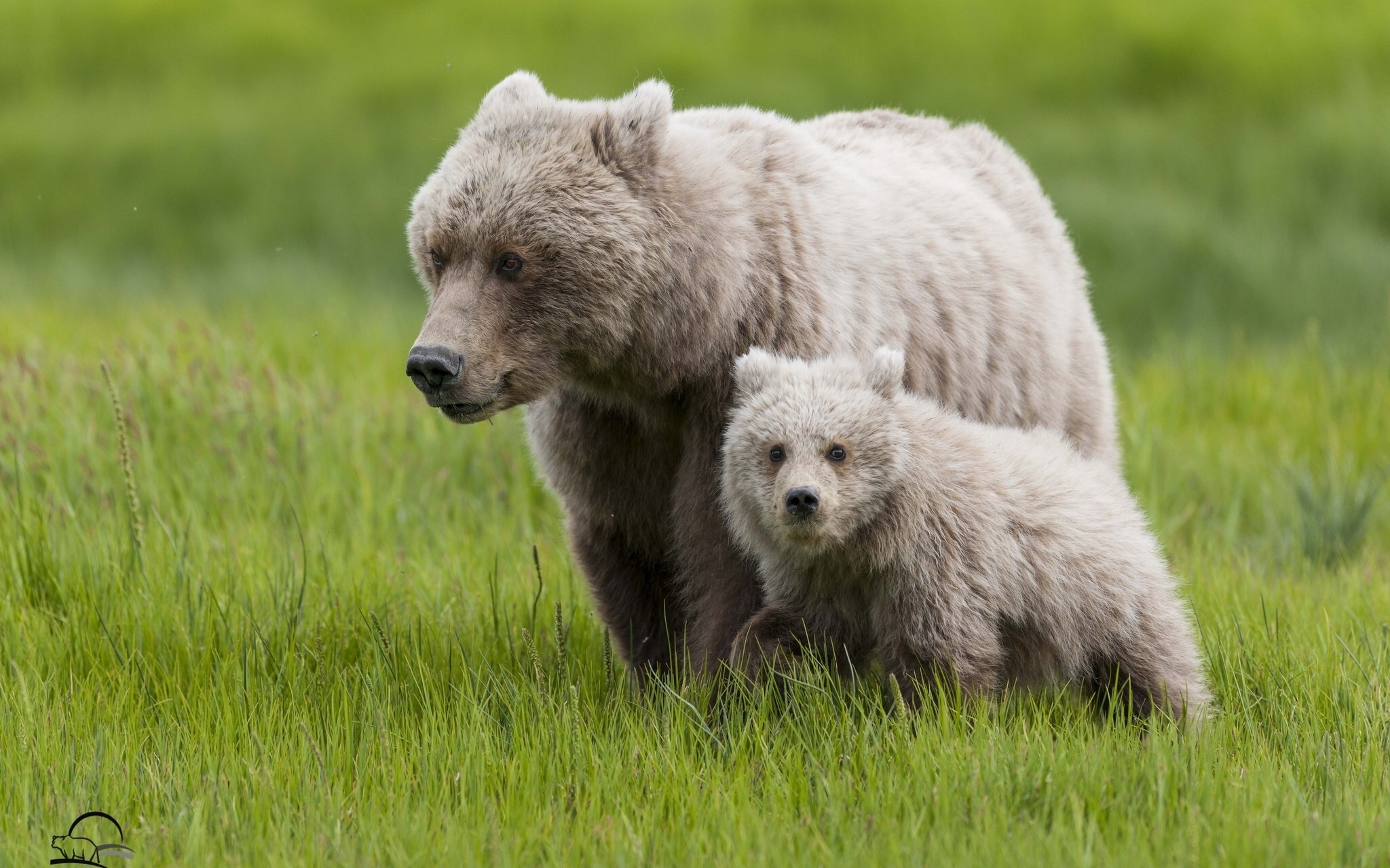 Mother and cub brown bears in green grass HD Wallpaper