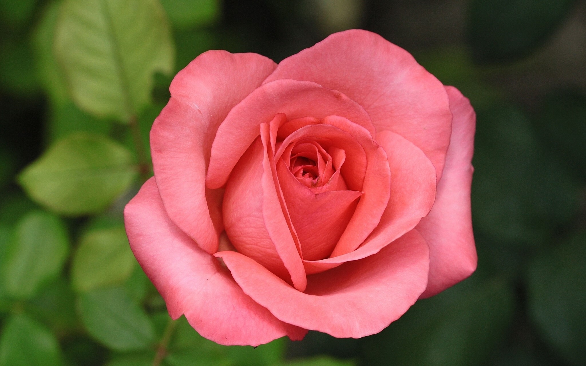 Pink rose in bloom with green leaves HD Wallpaper