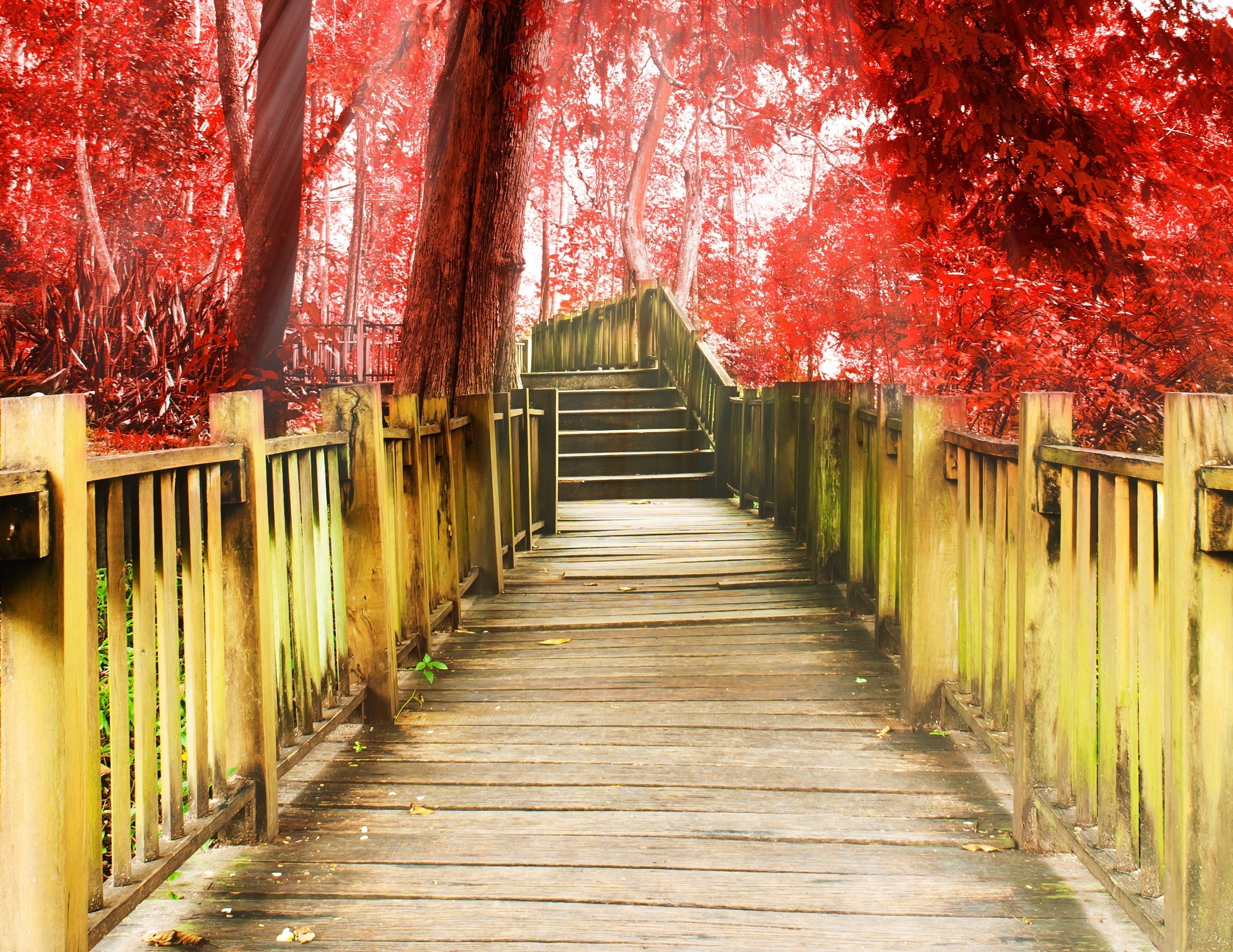 Wooden boardwalk and stairs in a forest with red foliage HD Wallpaper