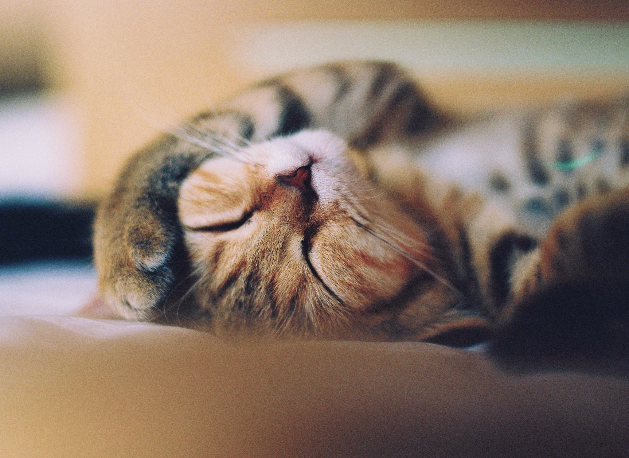 A tabby cat sleeping on its back HD Wallpaper
