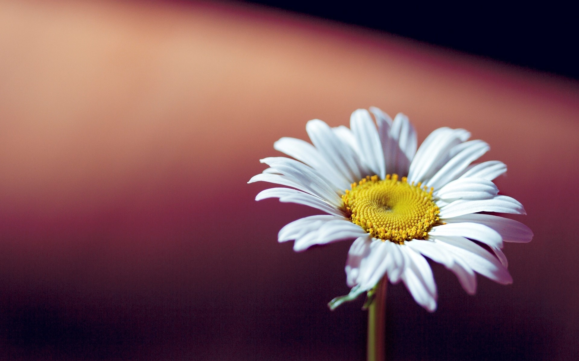 Close-up of a white daisy with a yellow center HD Wallpaper