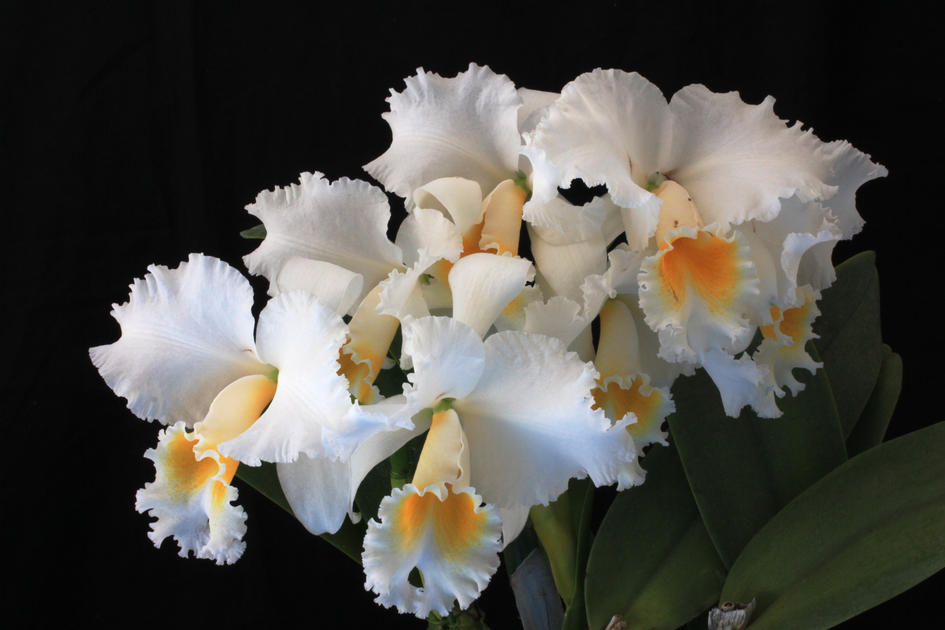 White Cattleya Orchid with Orange Center HD Wallpaper