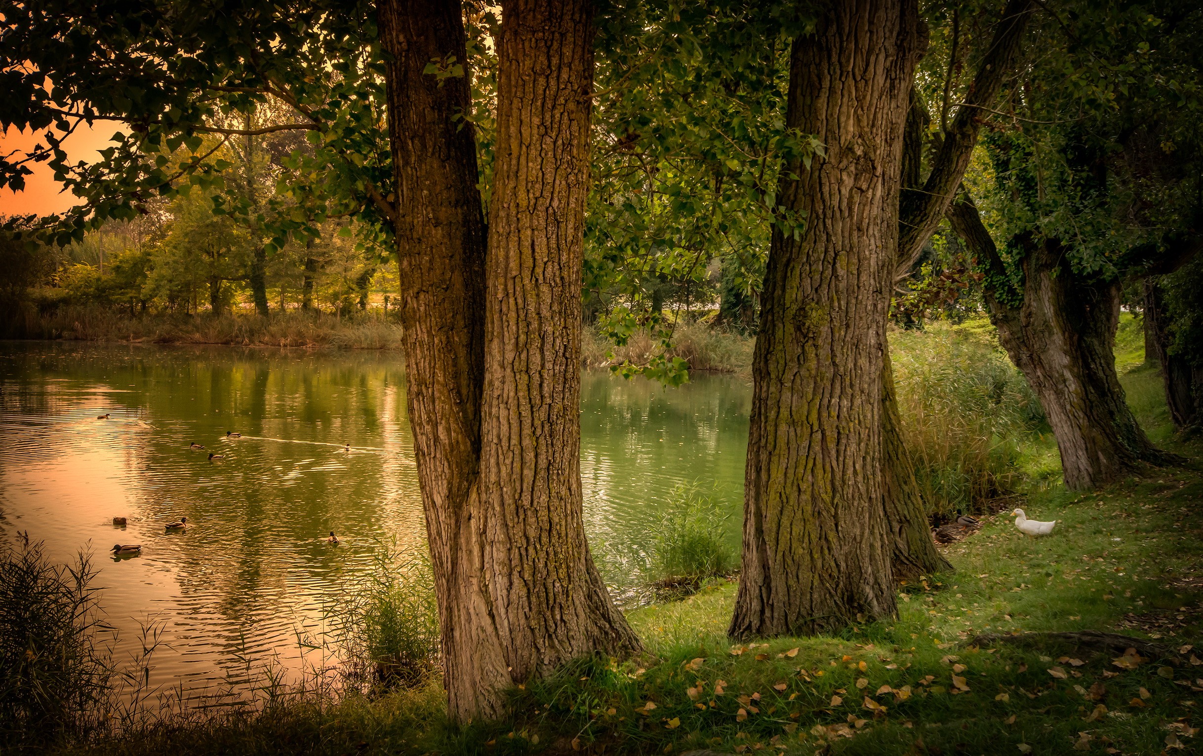 Pond with trees and ducks in Gerona, Spain HD Wallpaper